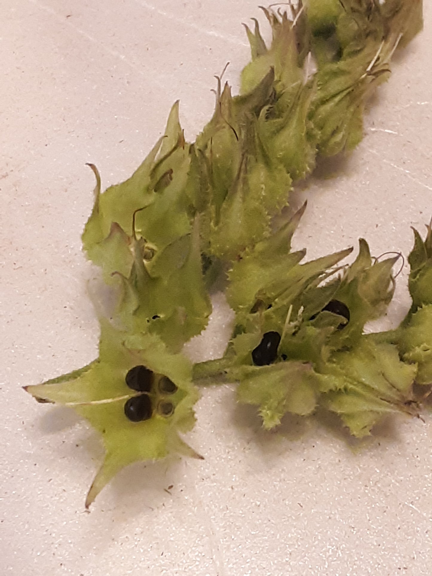 Comfrey, True Comfrey Seeds