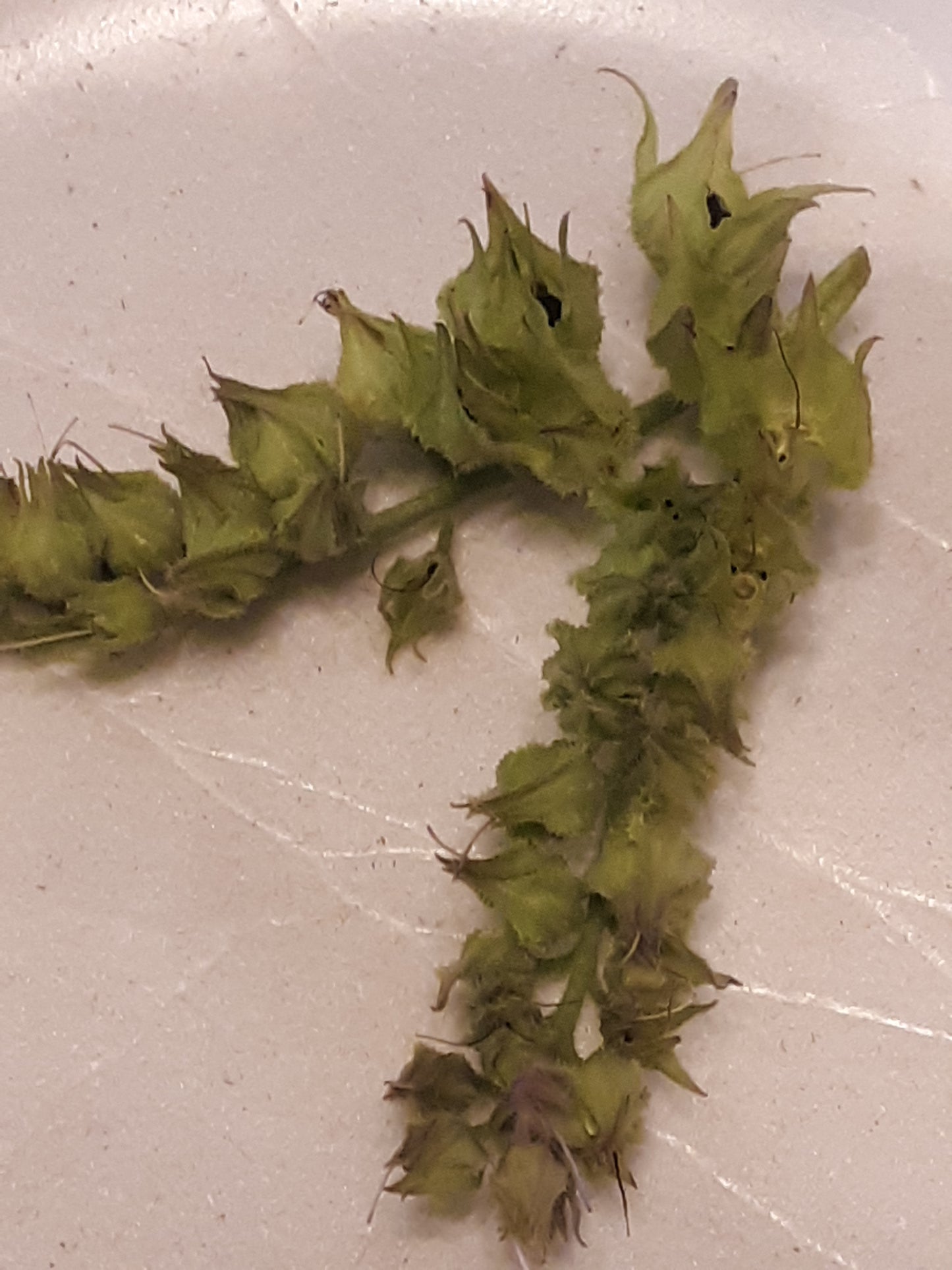 Comfrey, True Comfrey Seeds