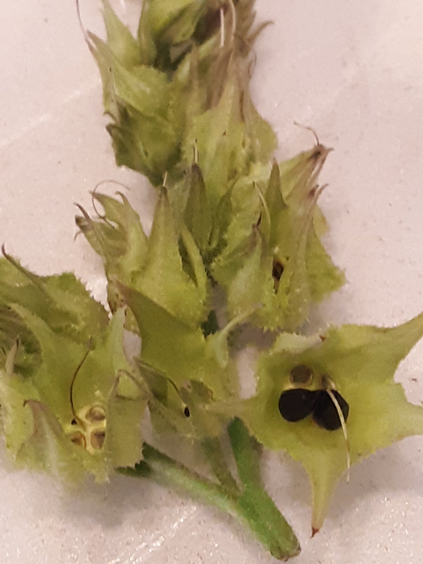 Comfrey, True Comfrey Seeds