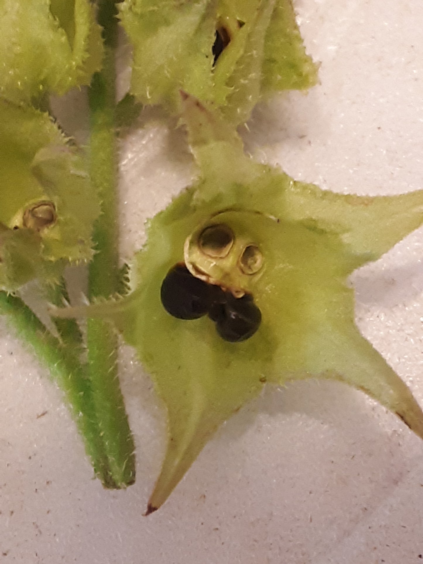 Comfrey, True Comfrey Seeds