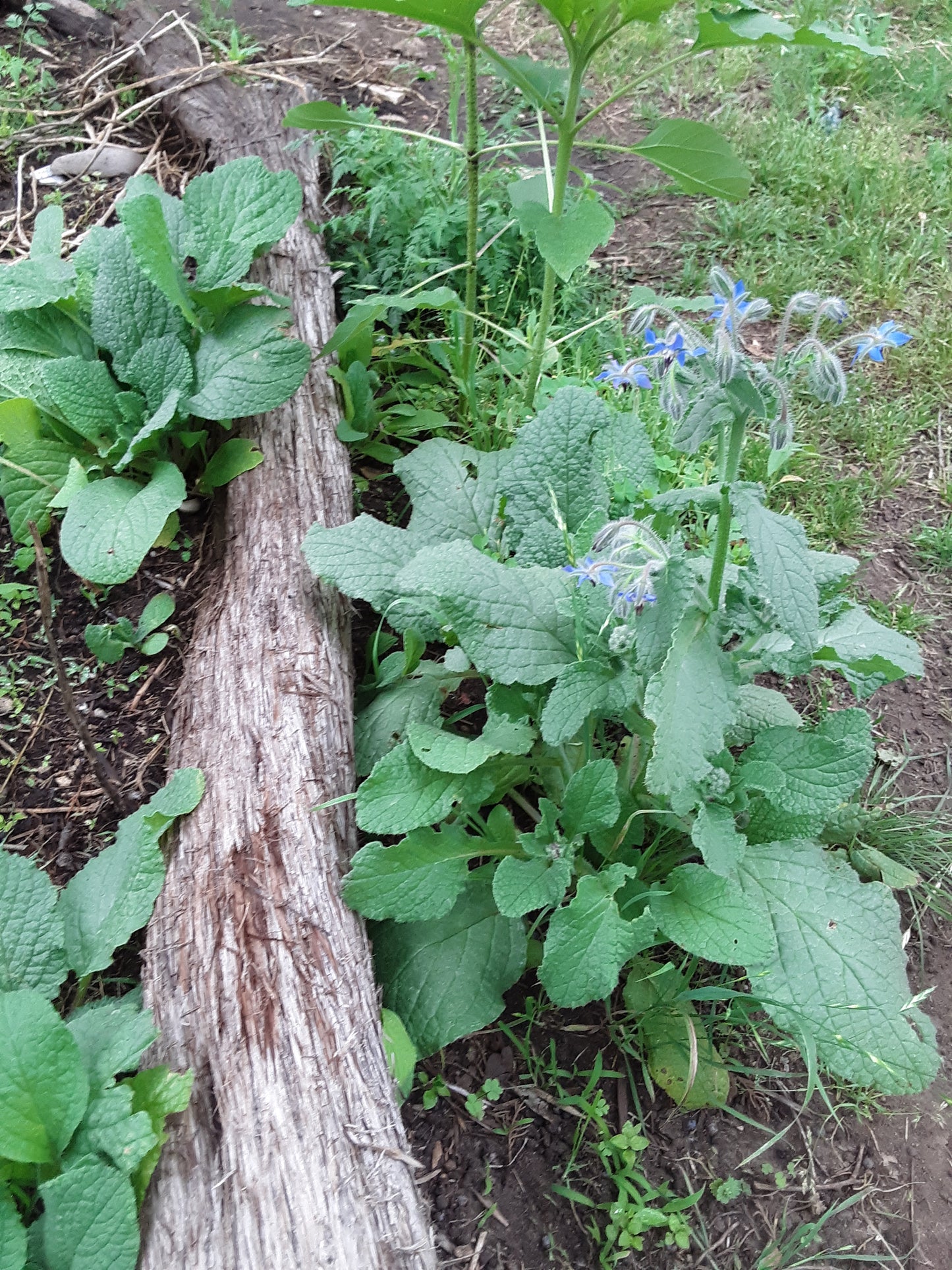 Borage Herb Seeds