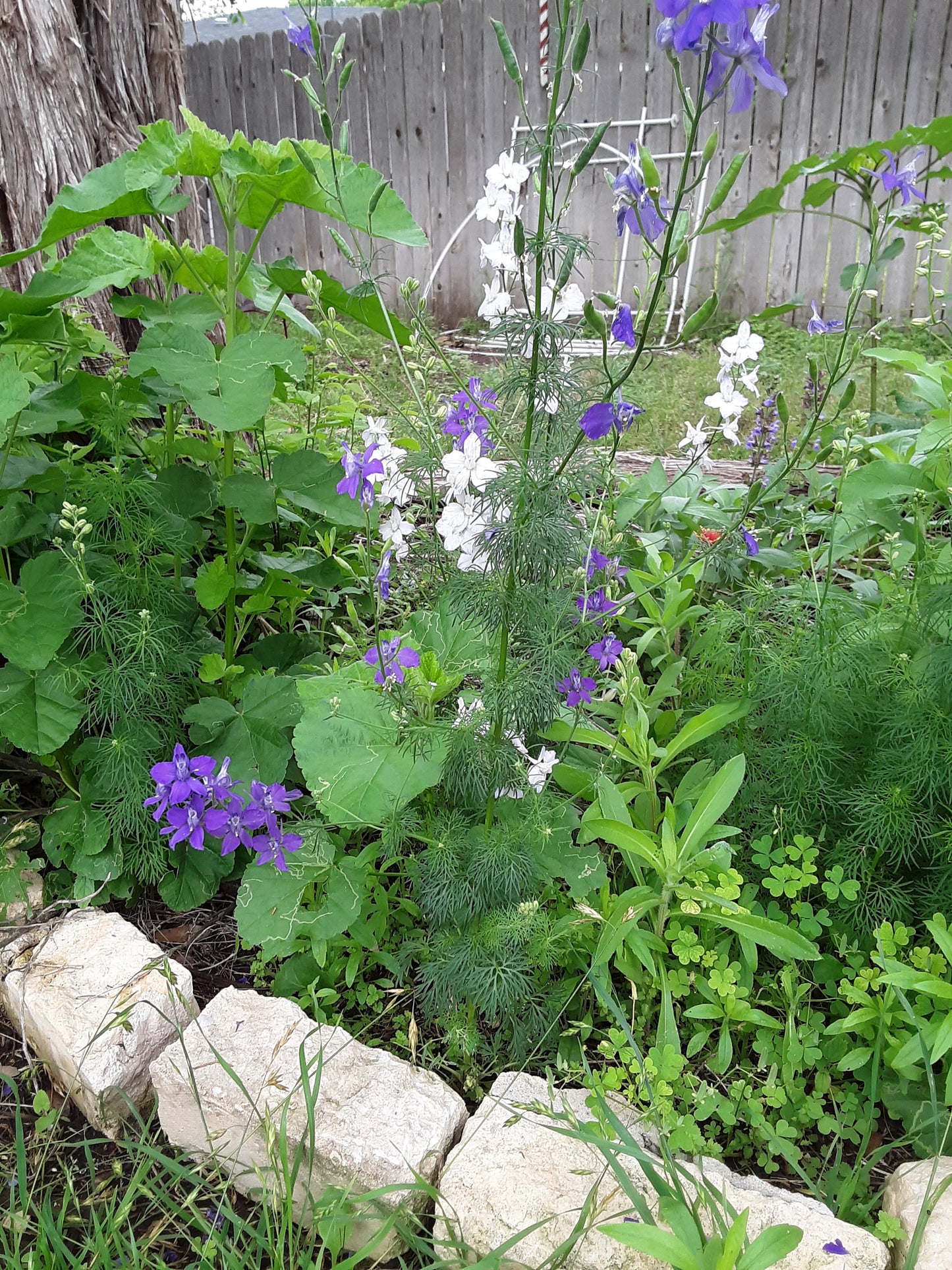 Larkspur Seeds, Rocket Mixed Color Blooms