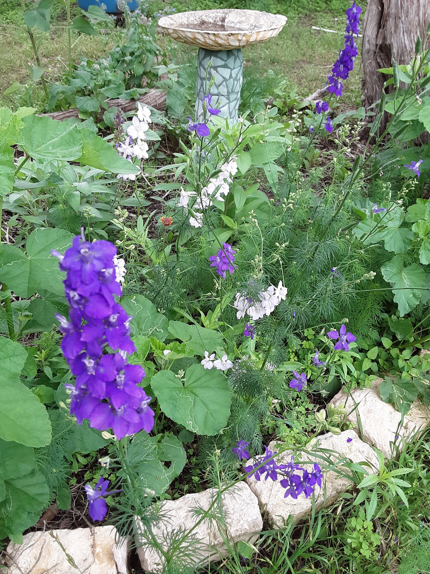 Larkspur Seeds, Rocket Mixed Color Blooms