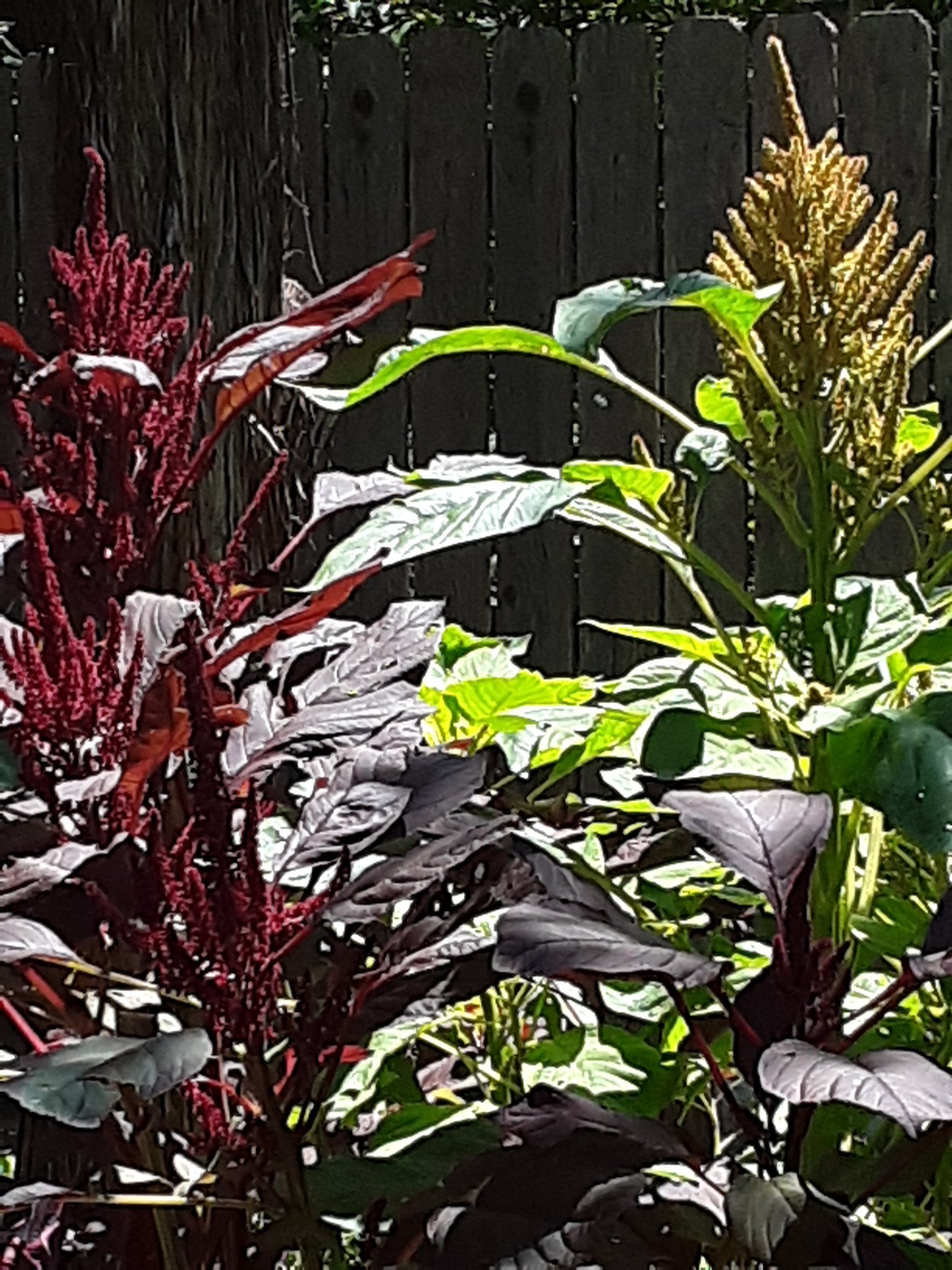 Amaranthus Cruentus Seeds, or Hot Biscuits