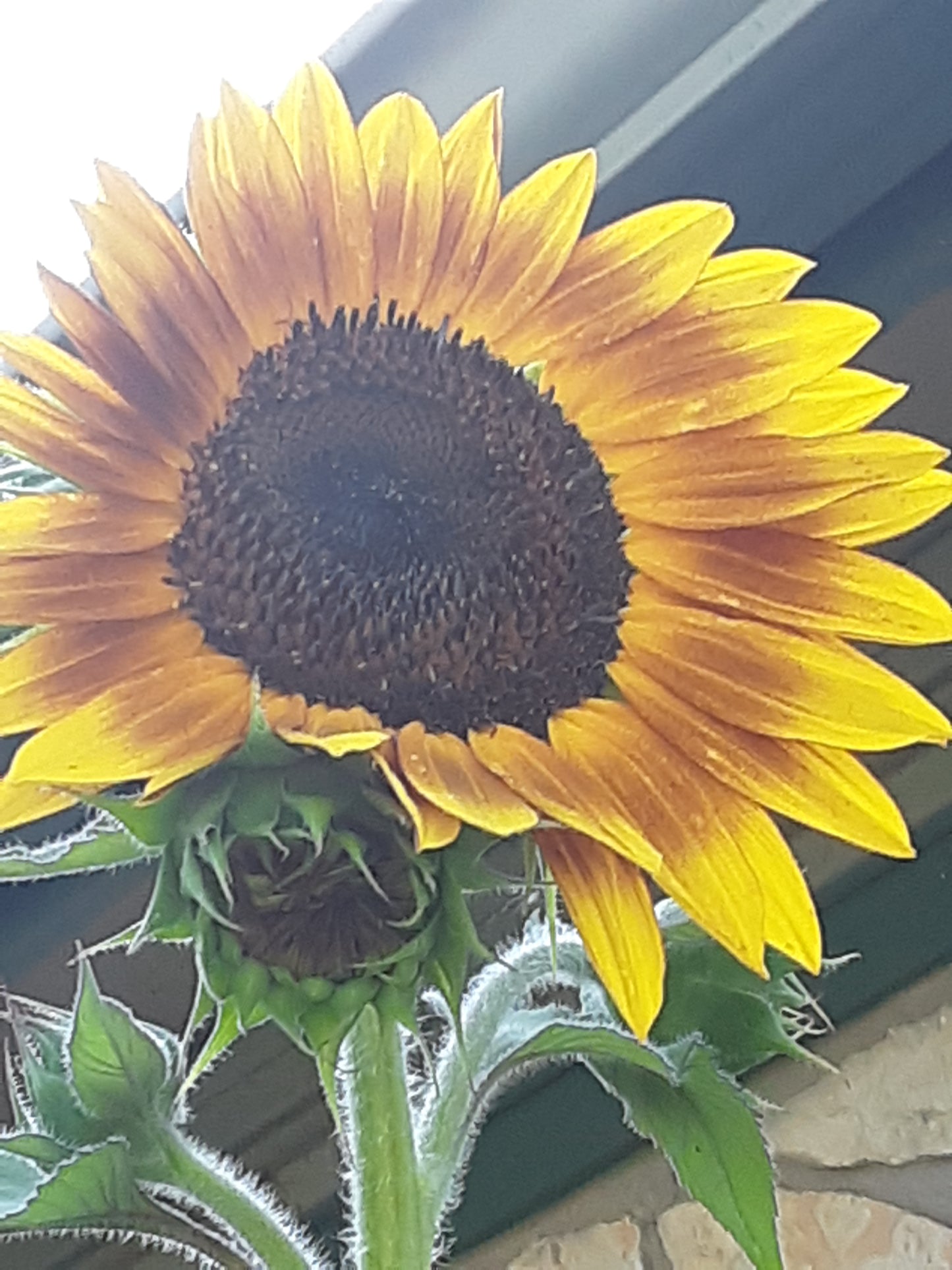 Sunflower, The Joker