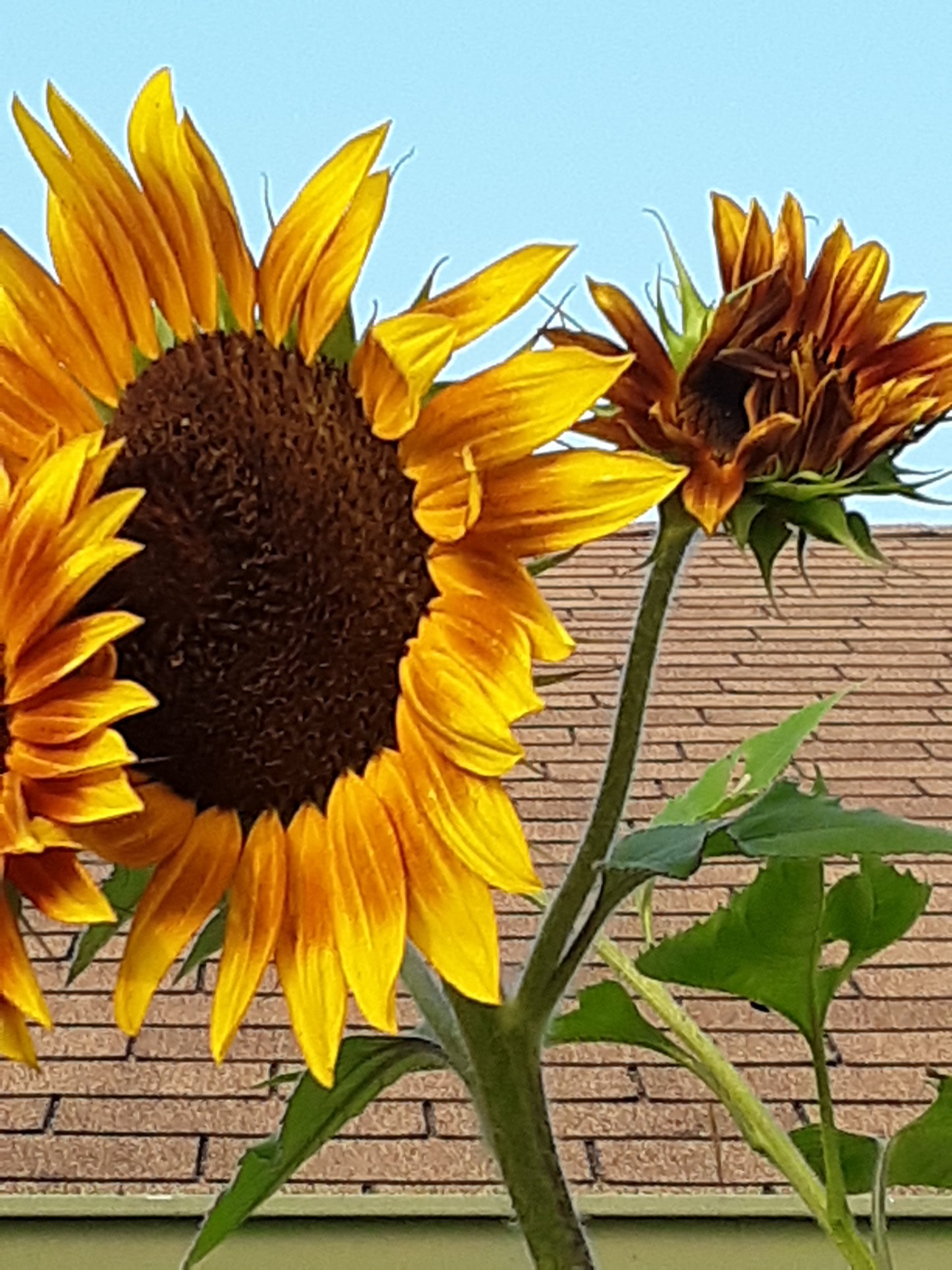 Sunflower, The Joker