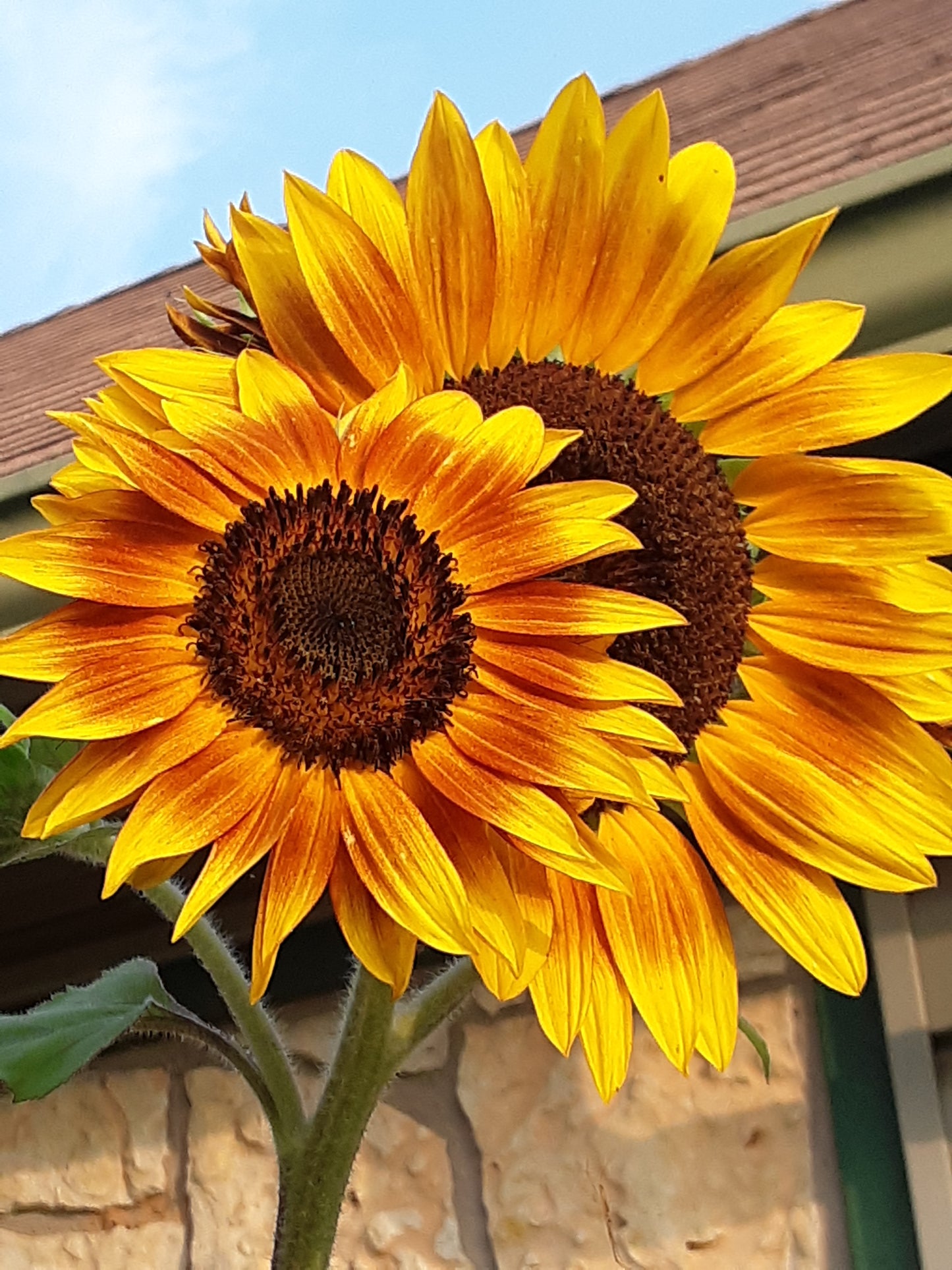 Sunflower, The Joker