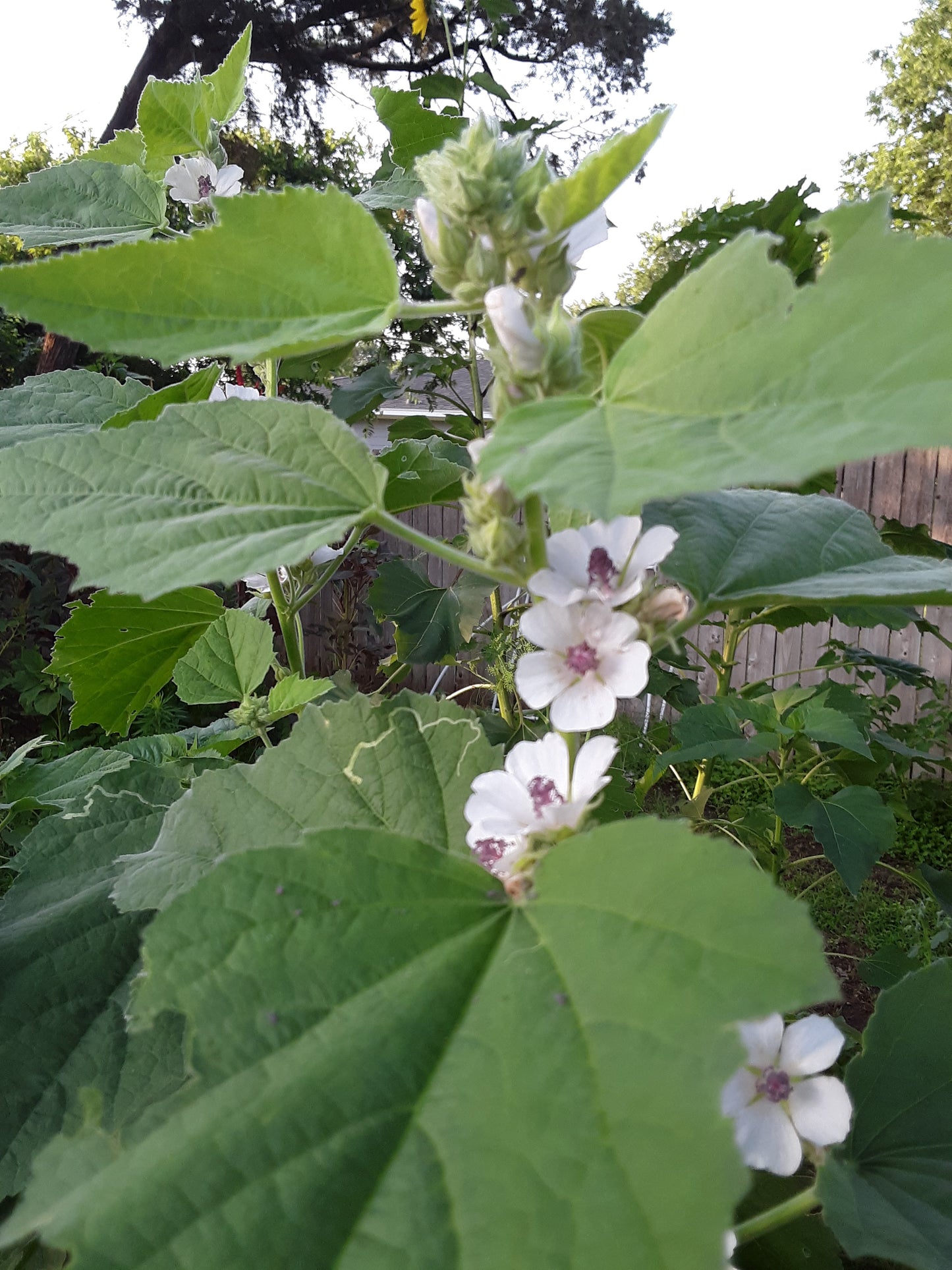 Marshmallow Herb Seeds