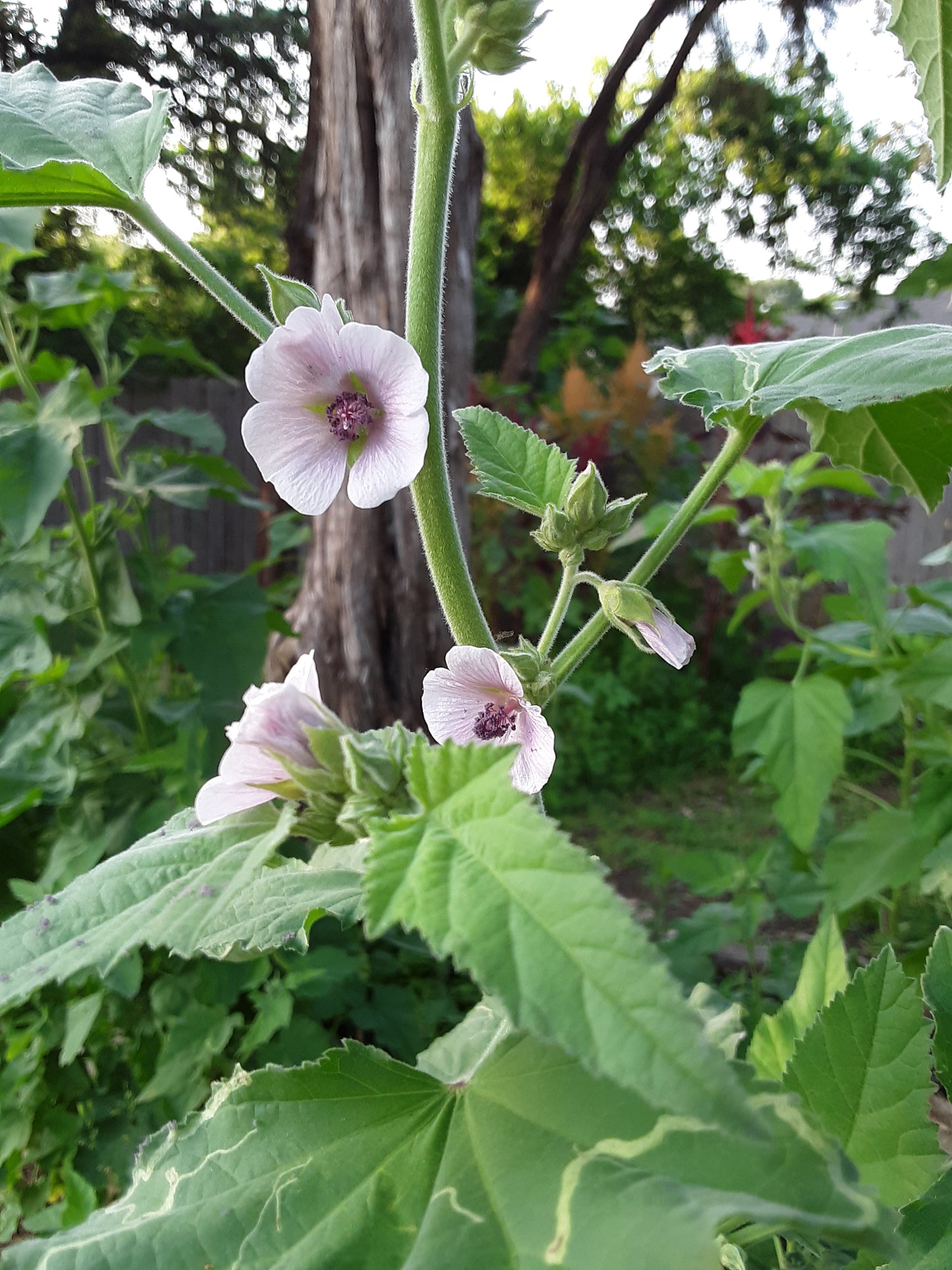 Marshmallow Herb Seeds