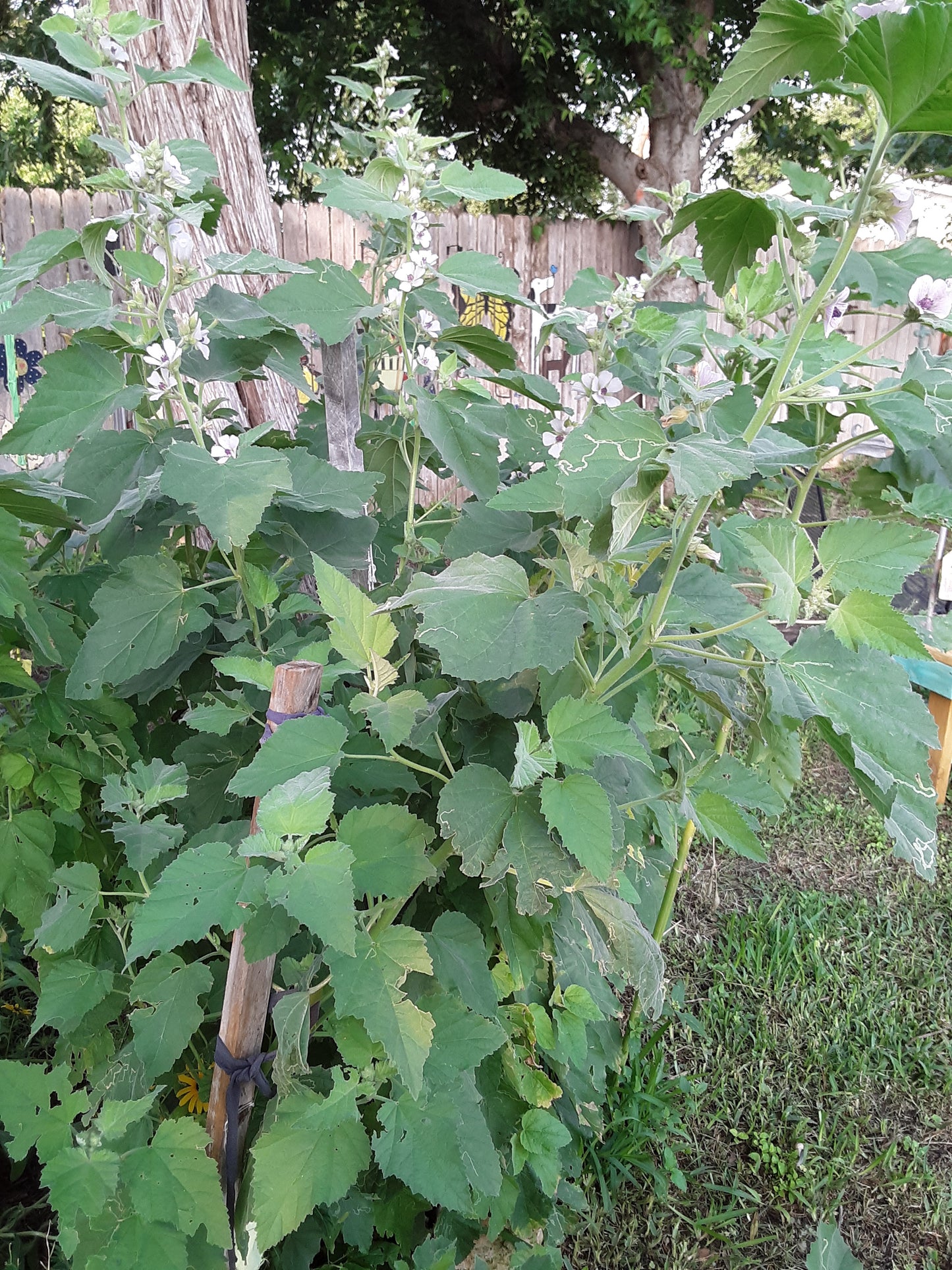 Marshmallow Herb Seeds