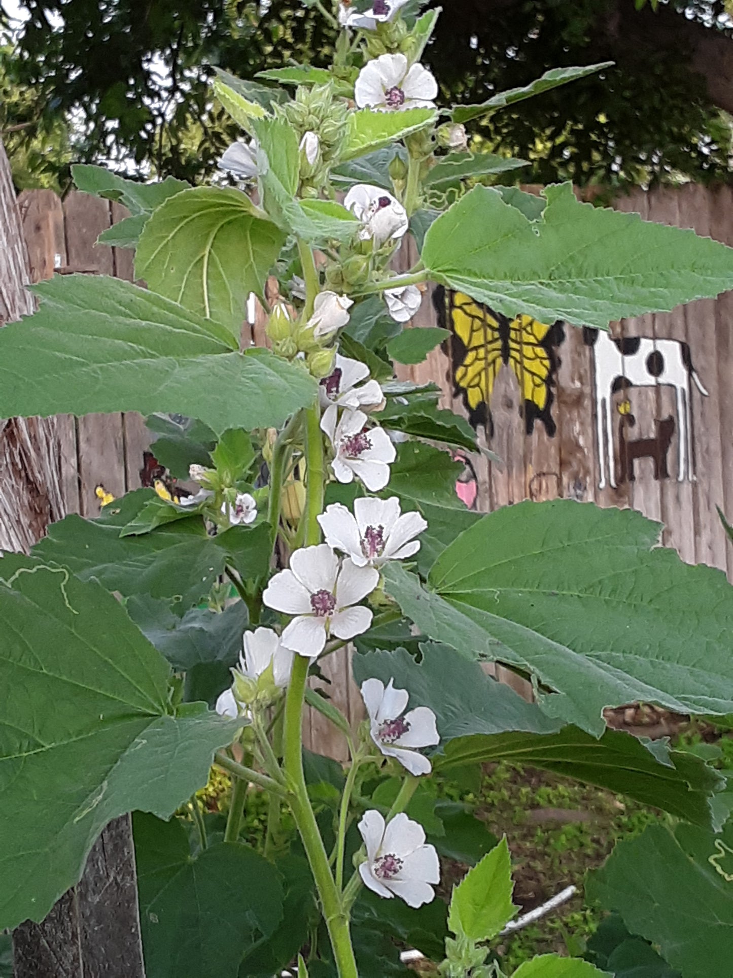 Marshmallow Herb Seeds