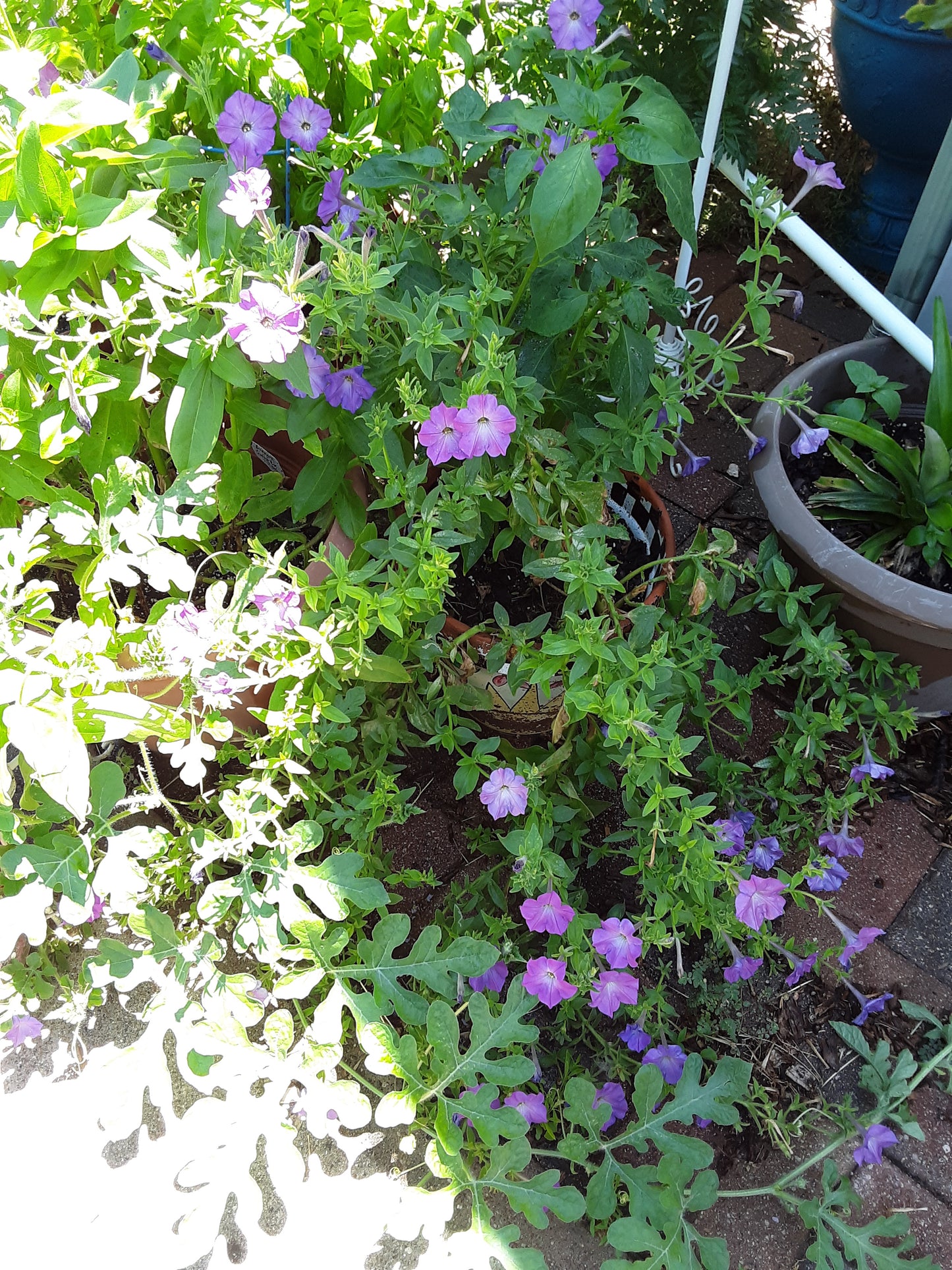 Petunia Hybrida Mixed Seeds