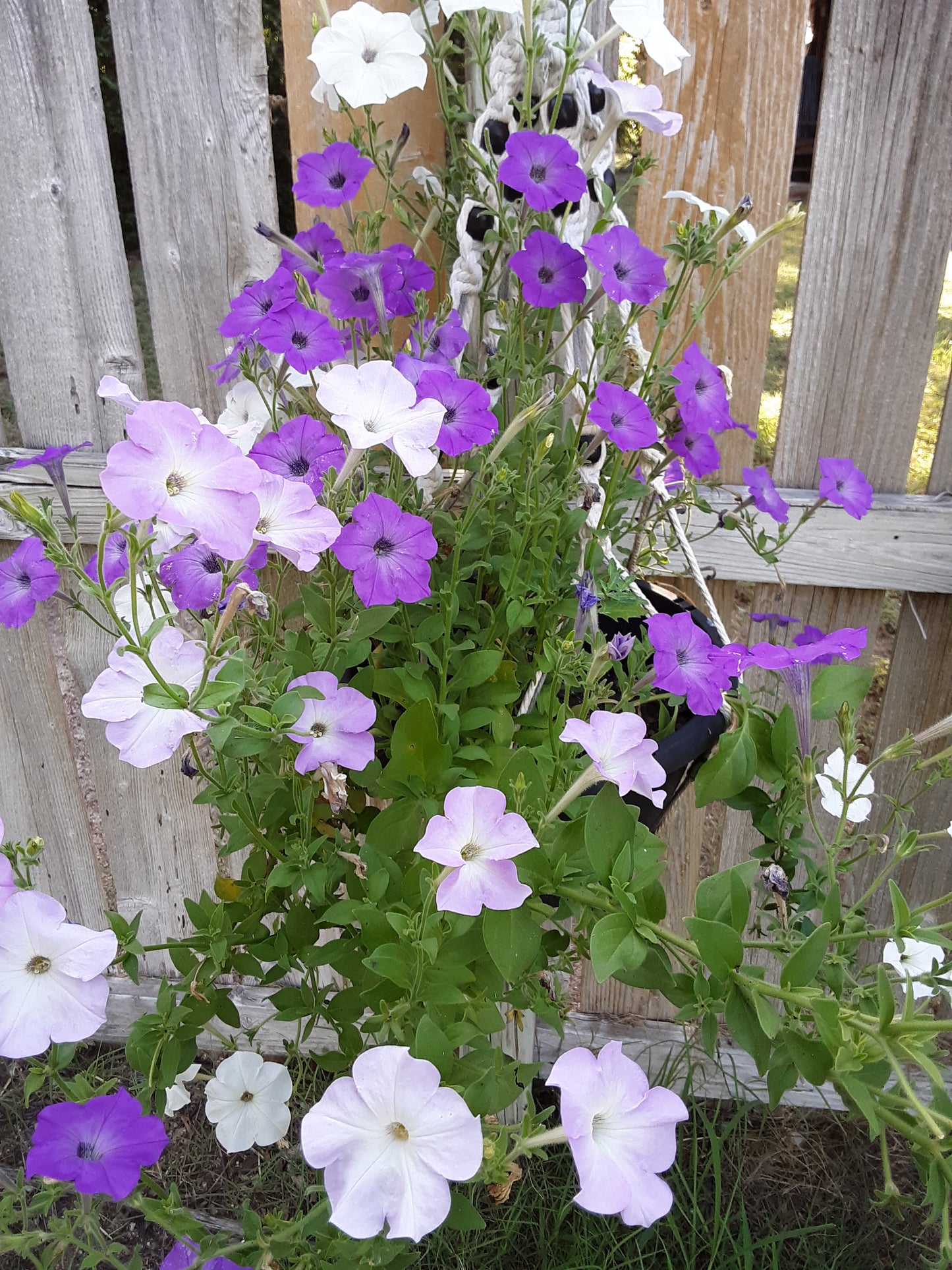 Petunia, Old Fashioned Vining Mixed Bloom Color Seeds