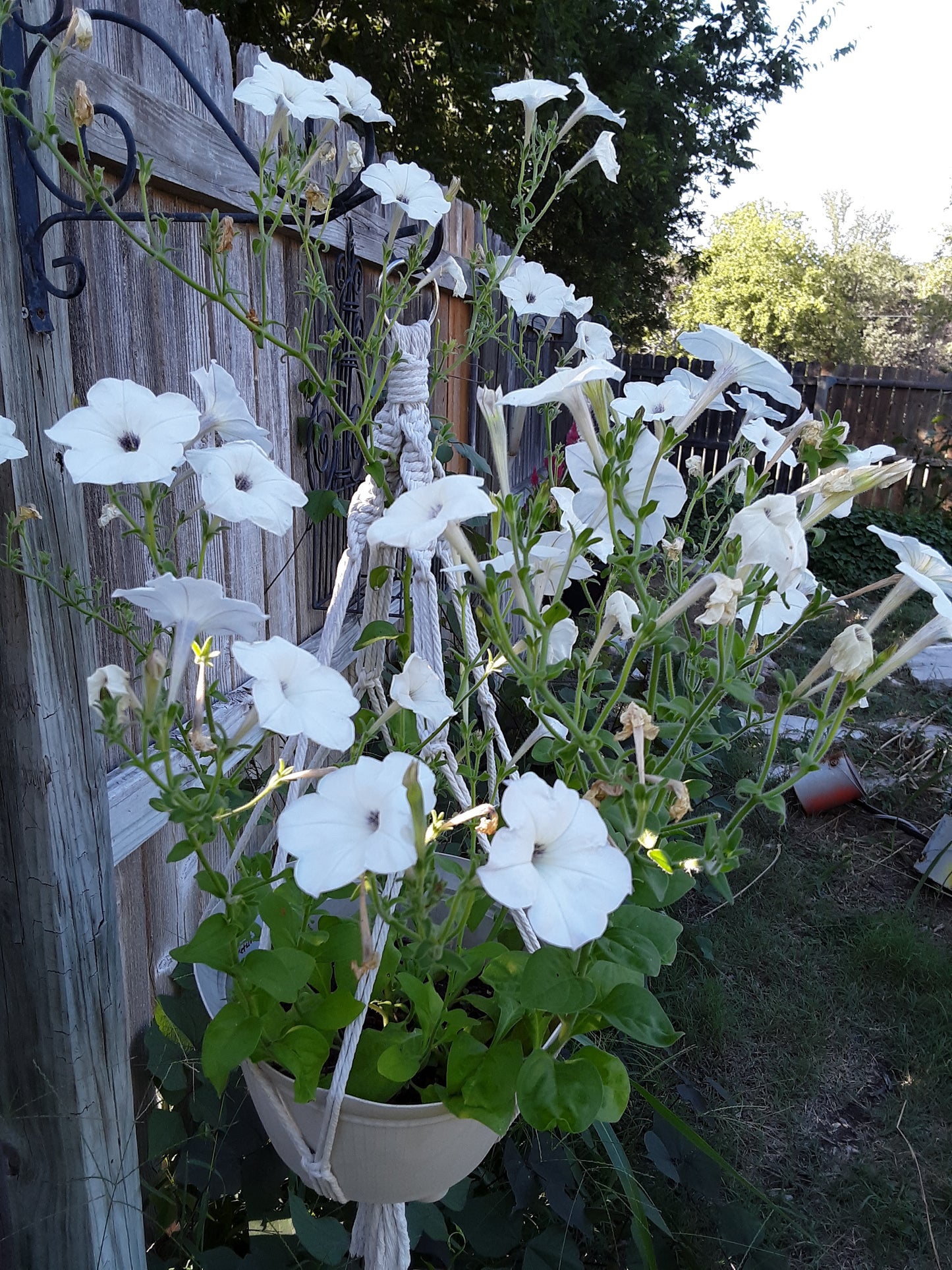 Petunia Hybrida Mixed Seeds