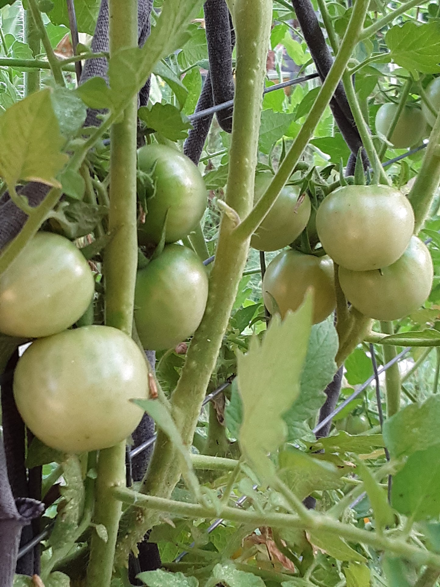 Tomato Seeds, Chadwick Red Cherry Tomato