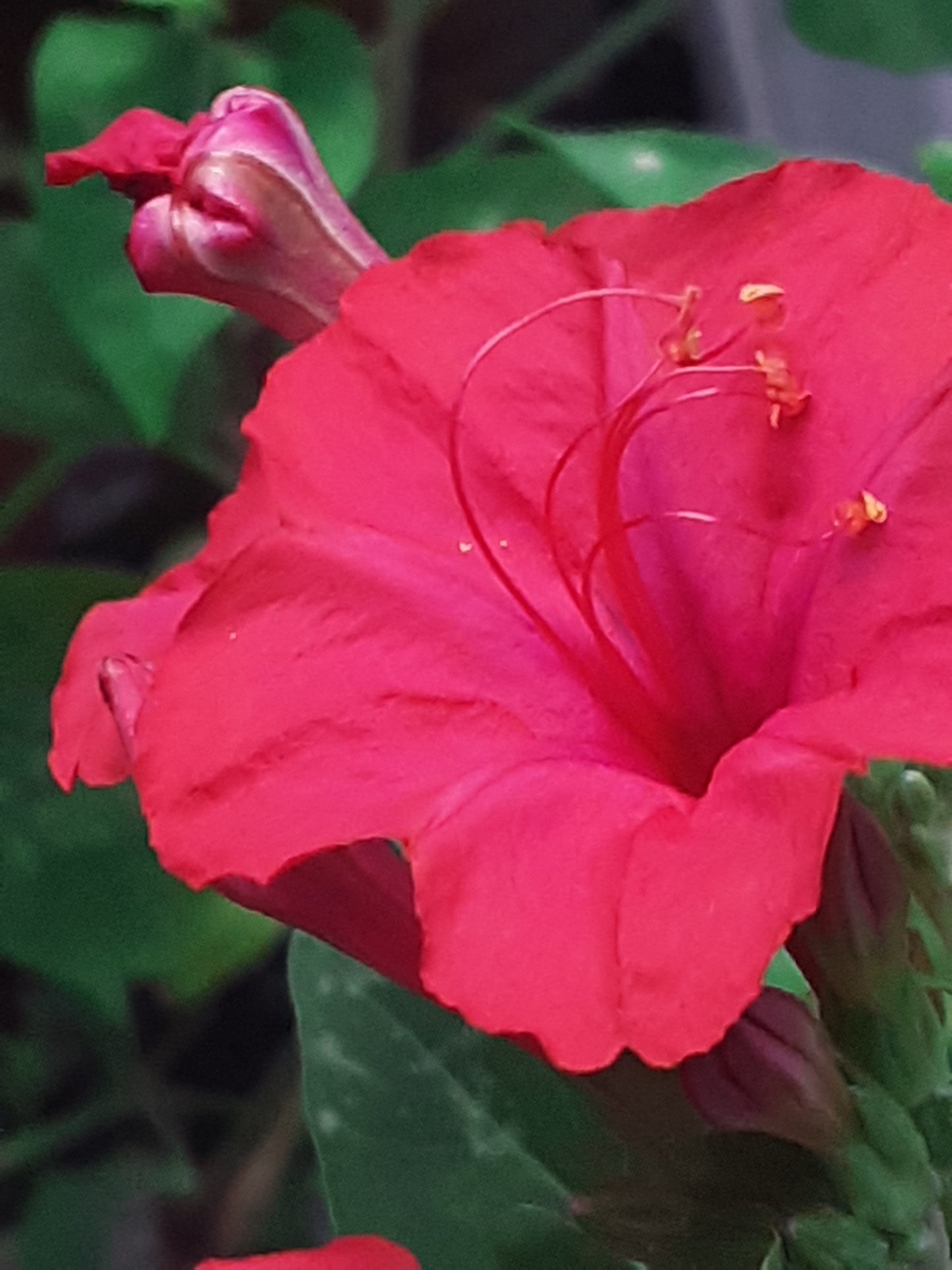 Four O Clock Red Bloom Seeds