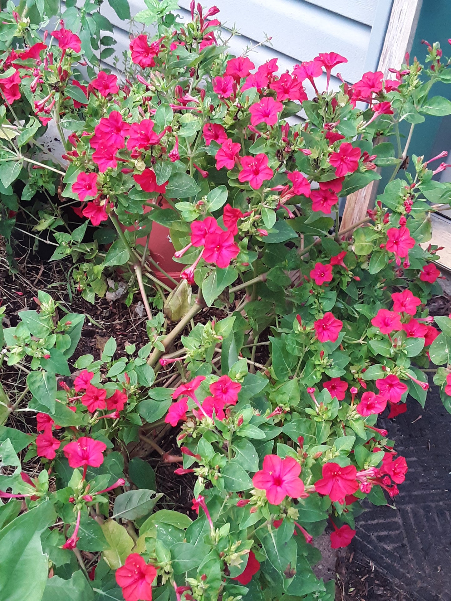 Four O Clock Red Bloom Seeds