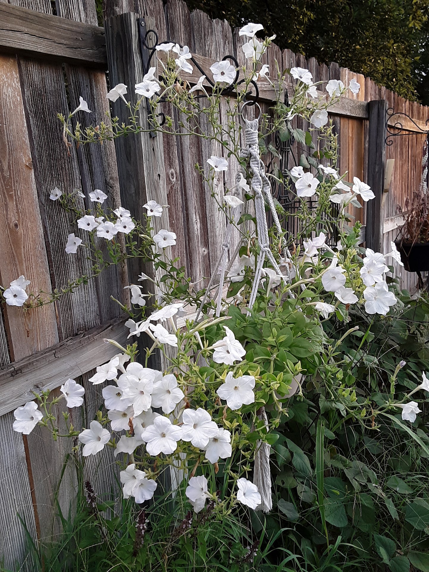 Petunia Hybrida Mixed Seeds