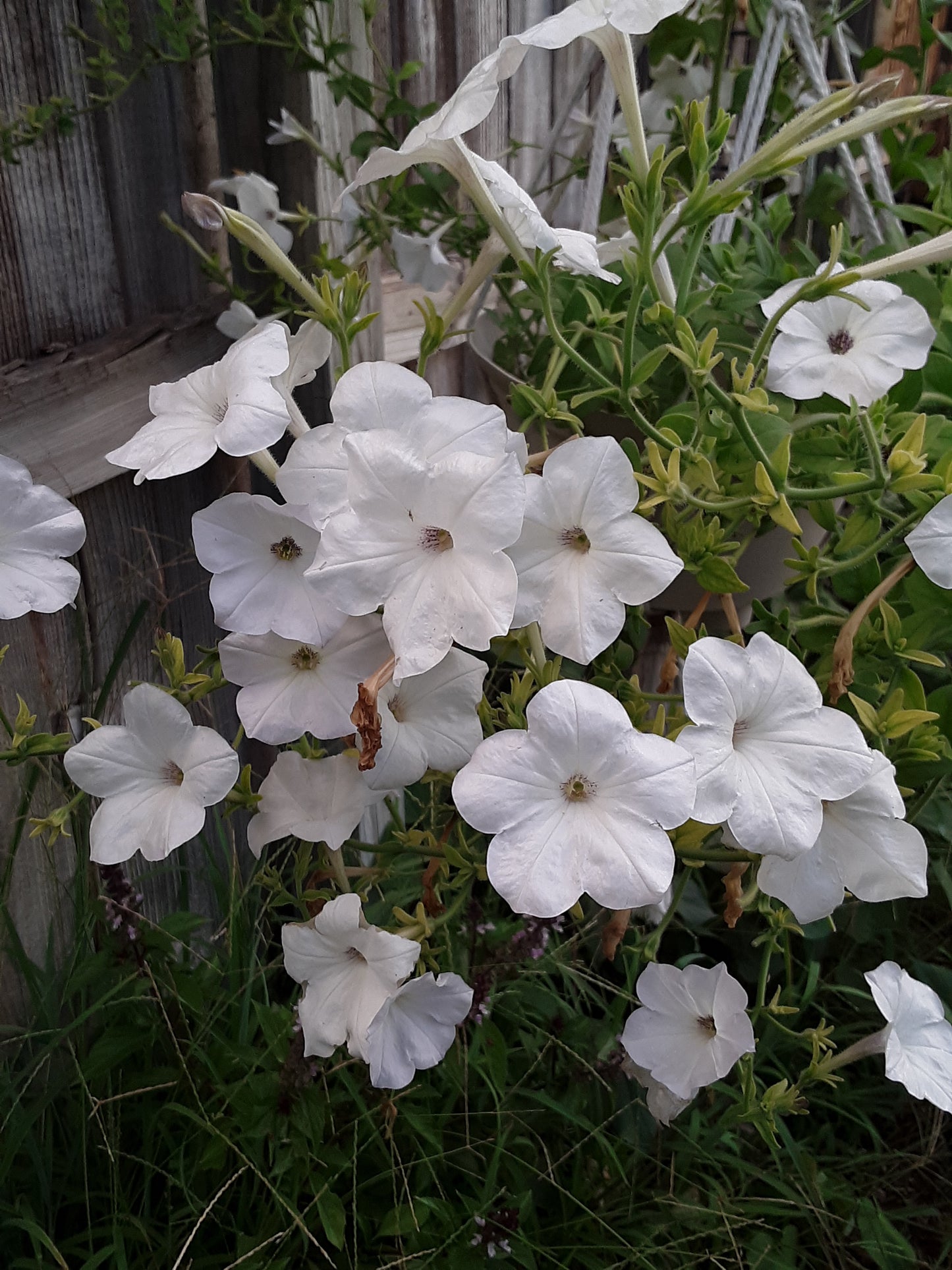 Petunia Hybrida Mixed Seeds