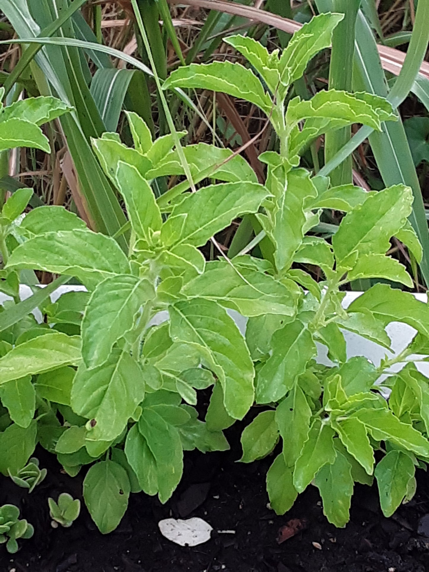 Basil, Holy Basil Seeds