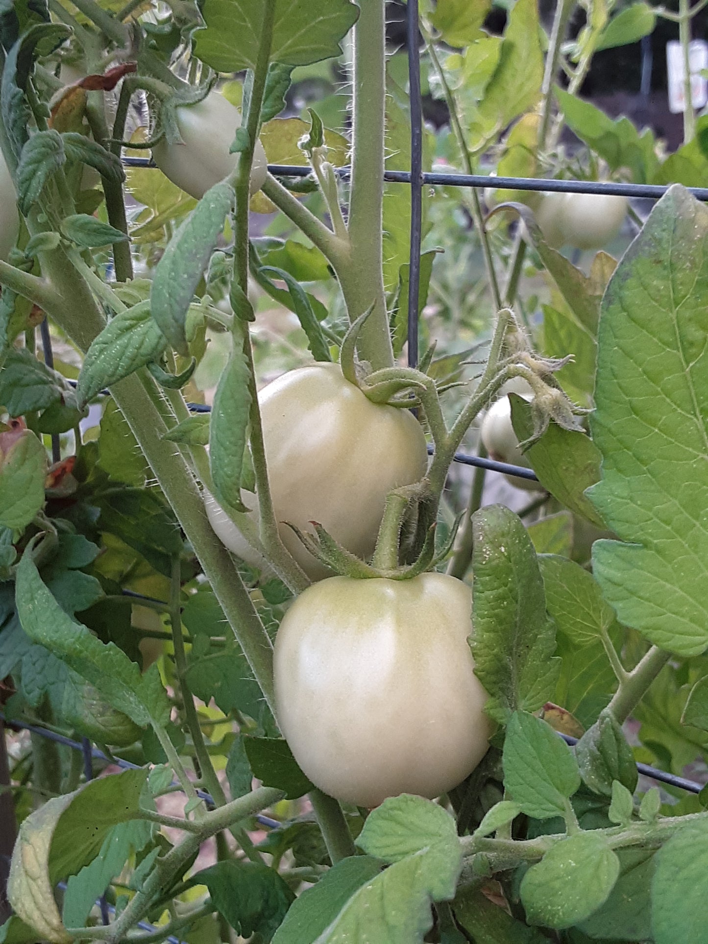 Tomato Seeds, Chadwick Red Cherry Tomato