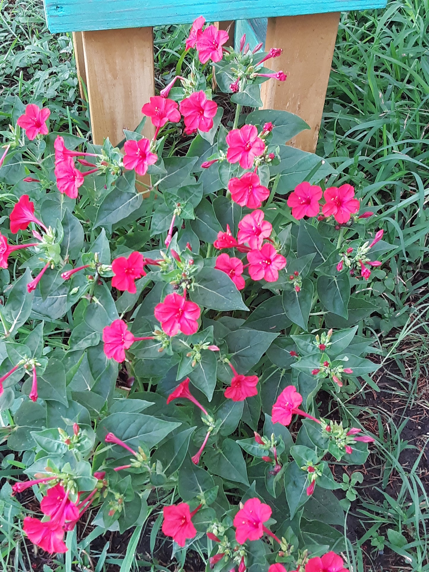 Four O Clock Red Bloom Seeds