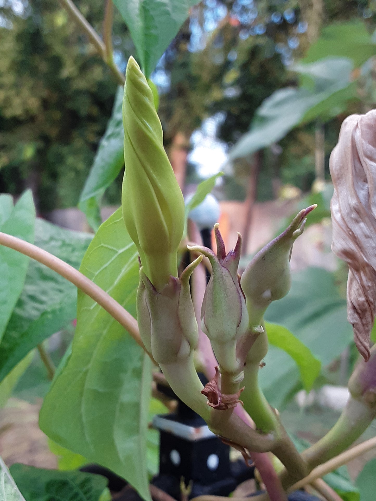 Moonflower Vine Seeds