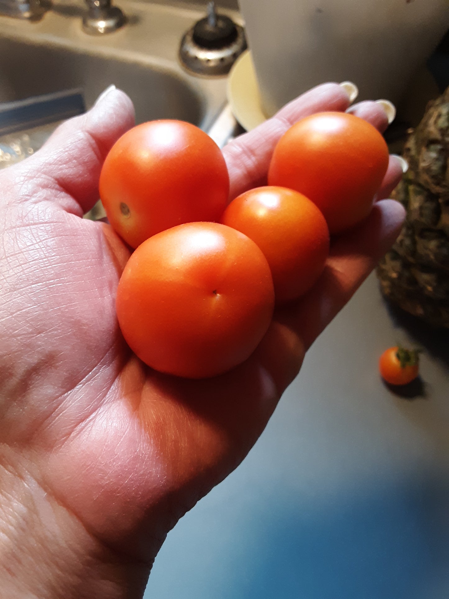 Tomato Seeds, Chadwick Red Cherry Tomato