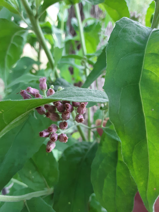 Valerian Herb Seeds