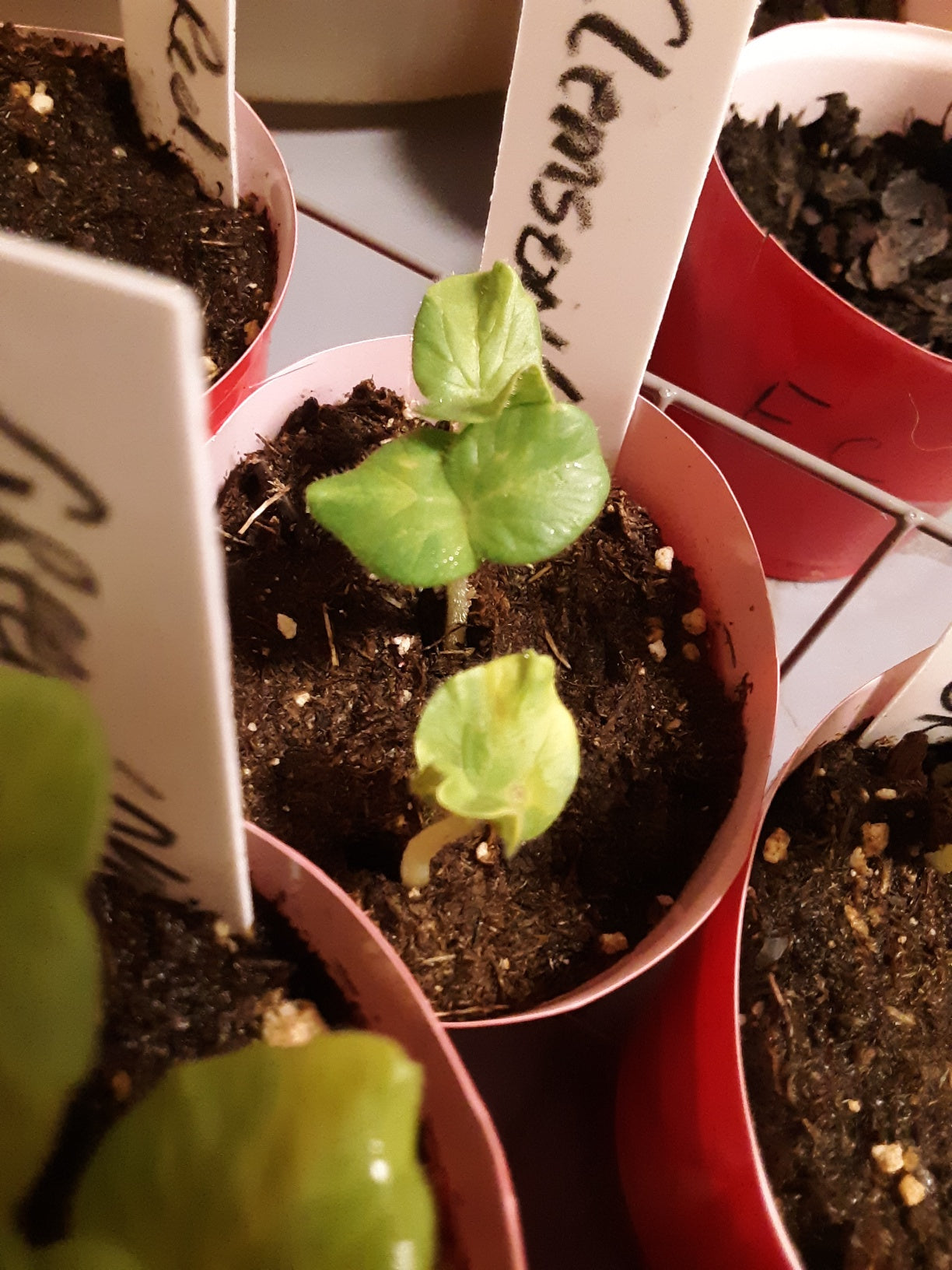 Okra Seeds, Clemson Heirloom