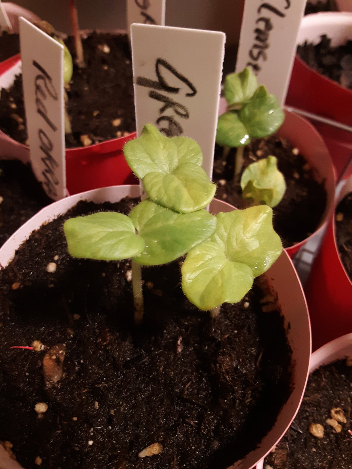 Okra Seeds, Clemson Heirloom