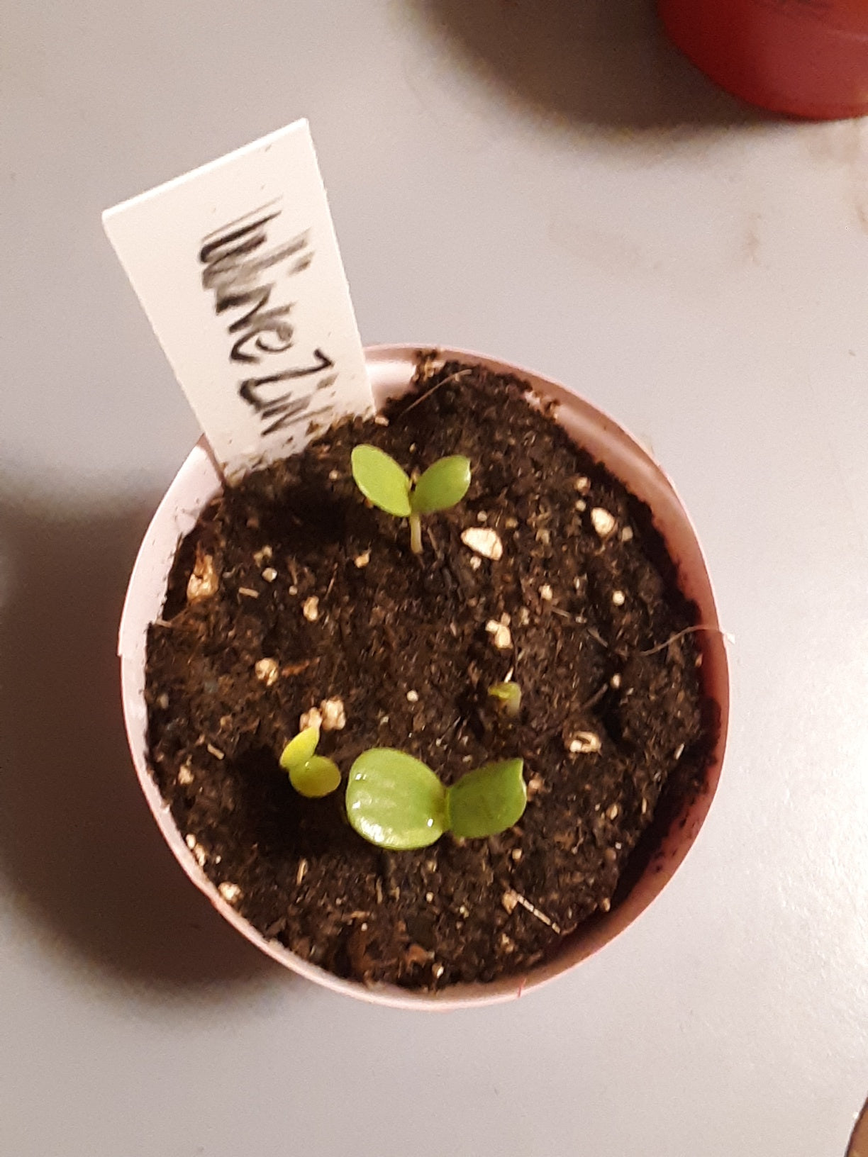 Zinnia Benary's Large Wine Zinnias Seeds
