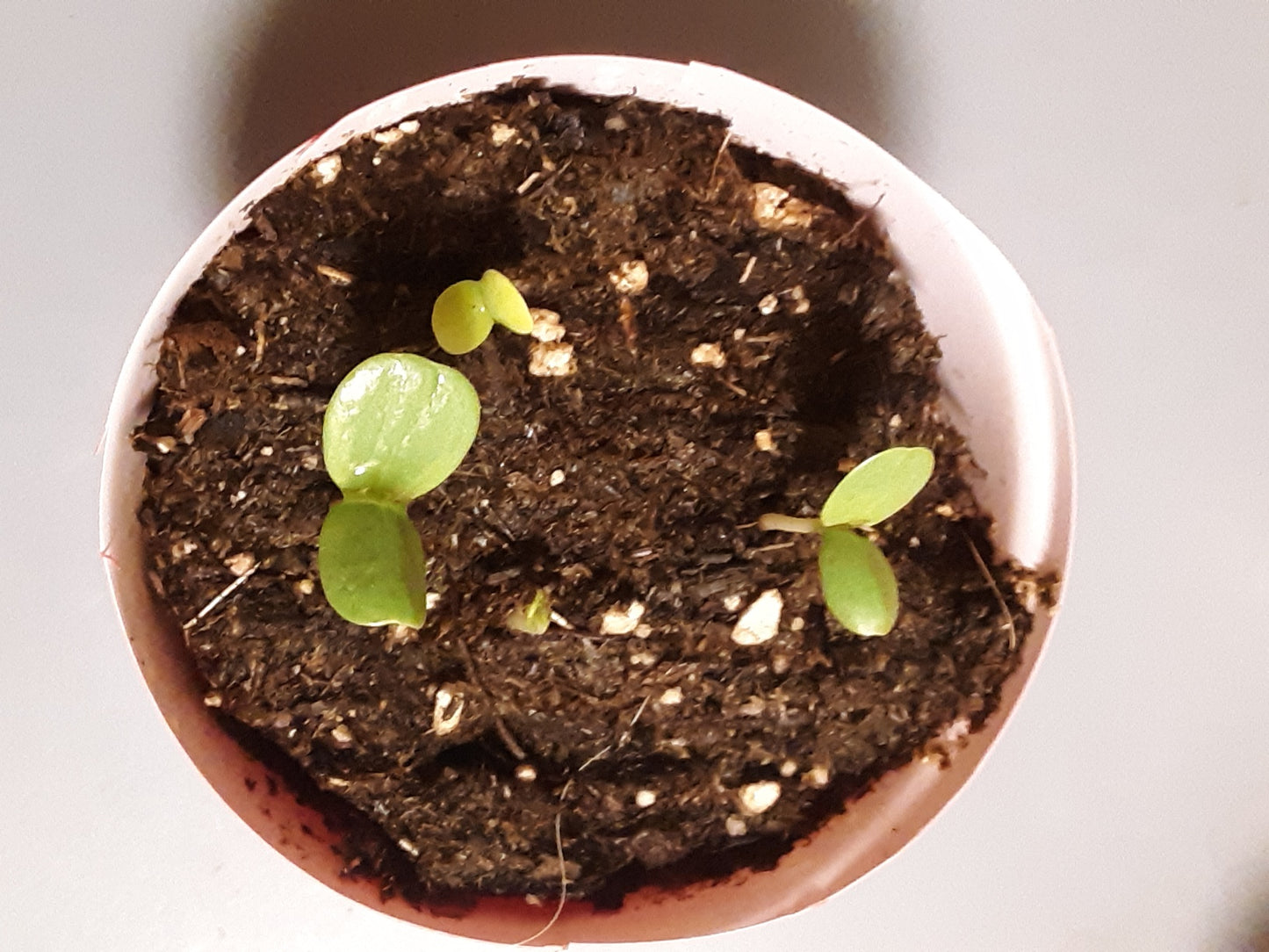 Zinnia Flower Mixed Color Bloom Seeds