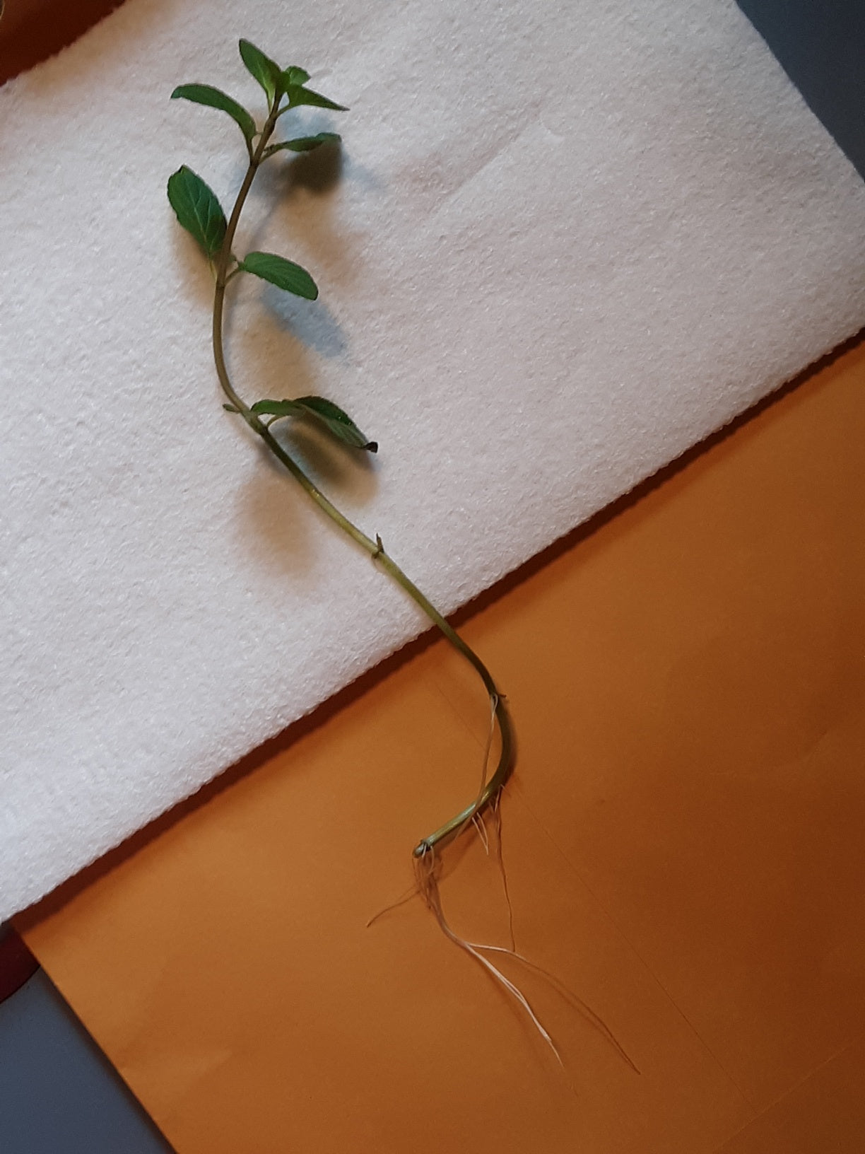 Mint, Chocolate Mint Herb Bare Root