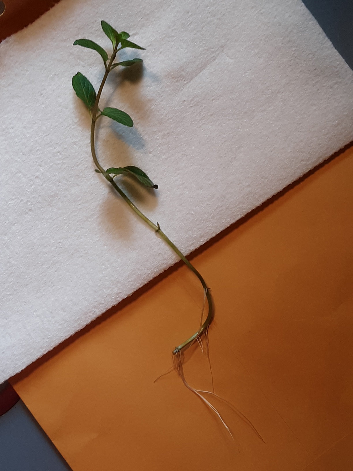 Mint, Chocolate Mint Herb Bare Root