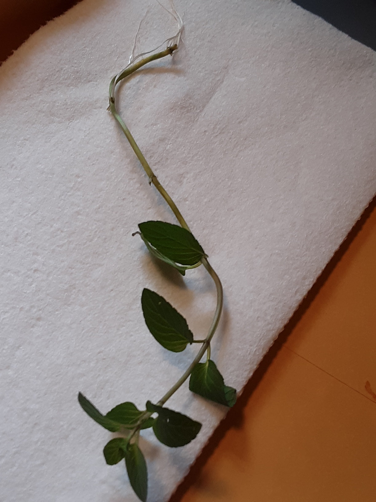 Mint, Chocolate Mint Herb Bare Root