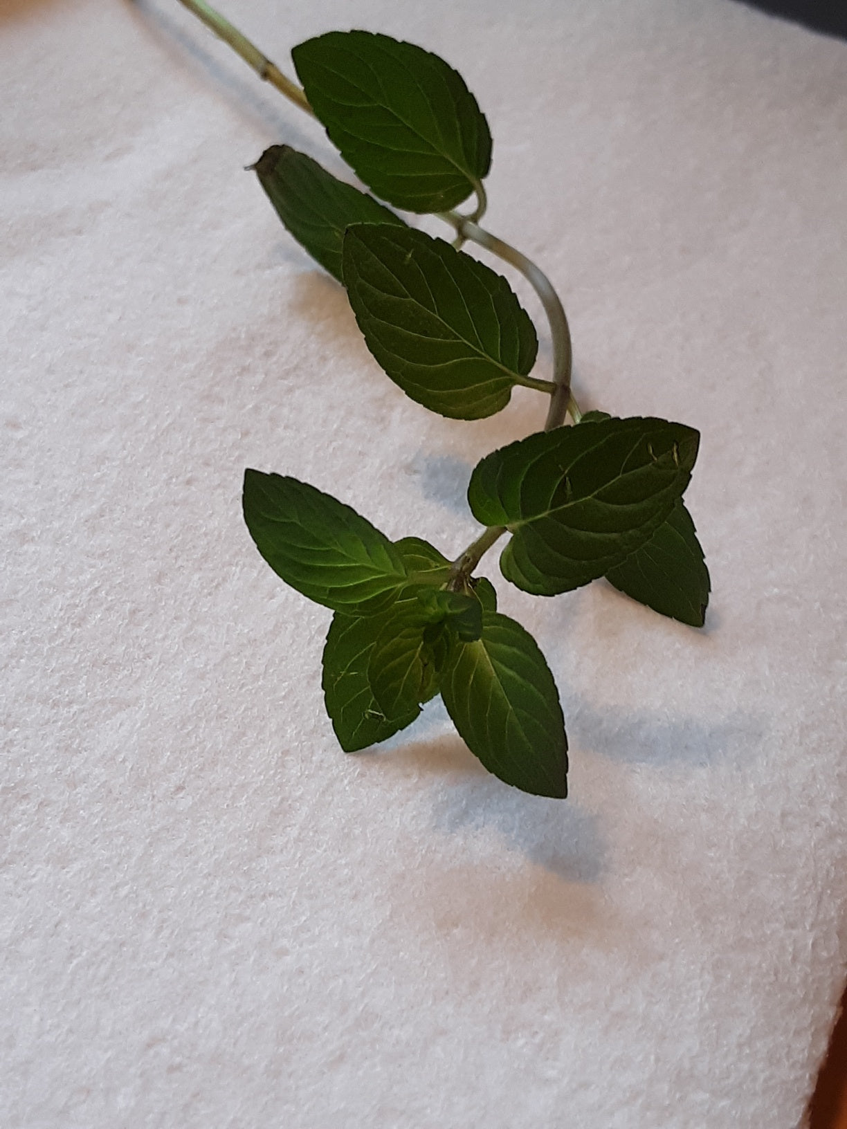 Mint, Chocolate Mint Herb Bare Root
