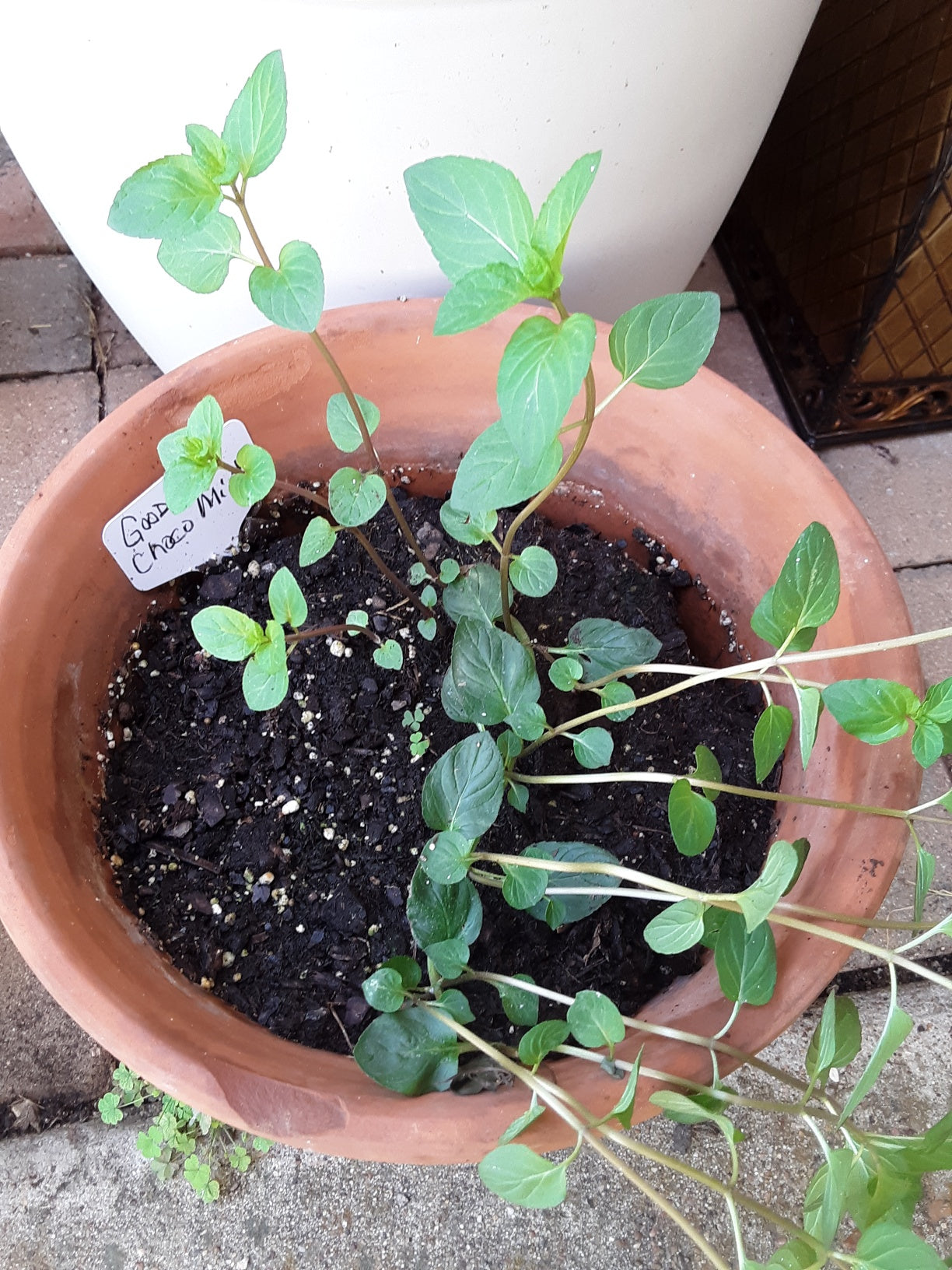 Mint, Chocolate Mint Herb Bare Root
