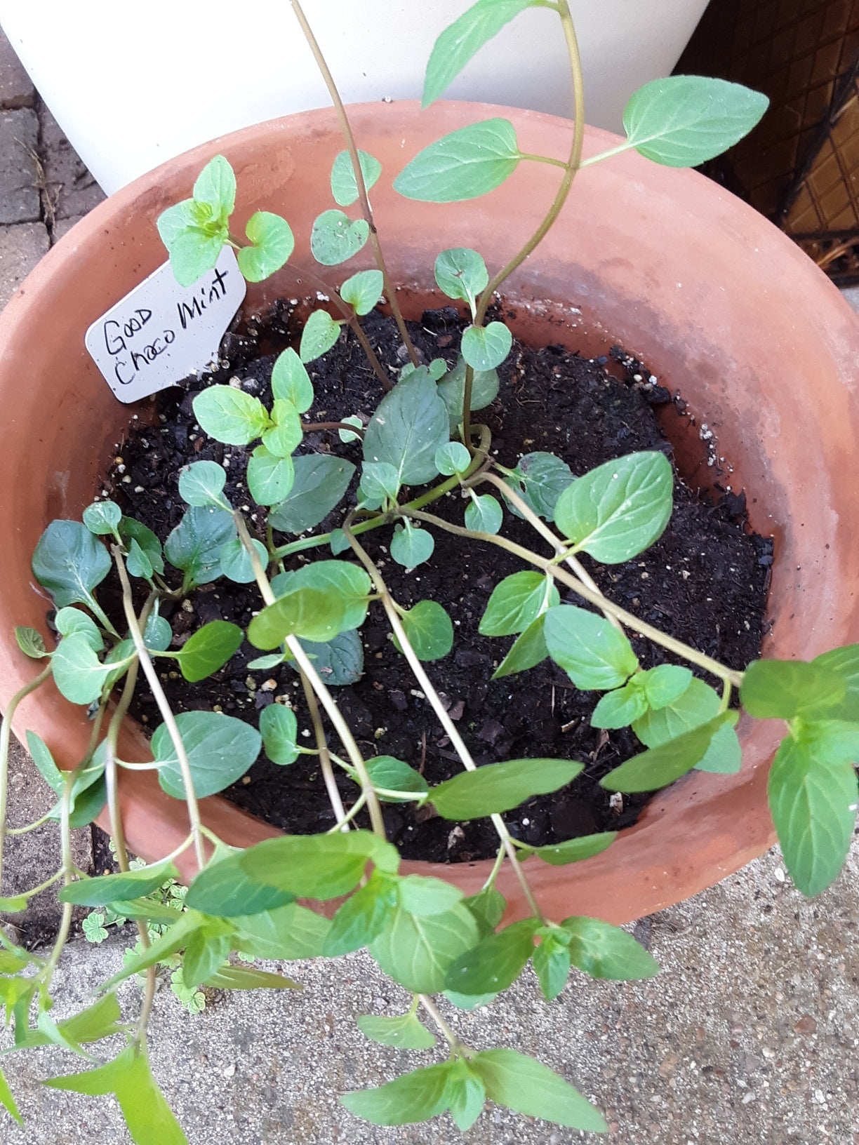 Mint, Chocolate Mint Herb Bare Root
