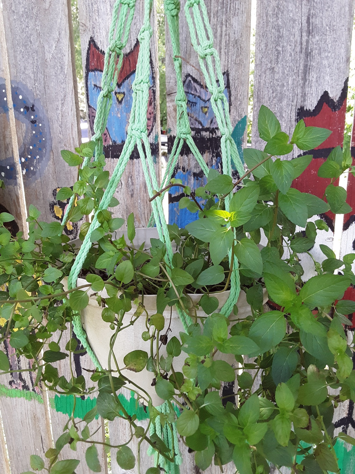 Mint, Chocolate Mint Herb Bare Root