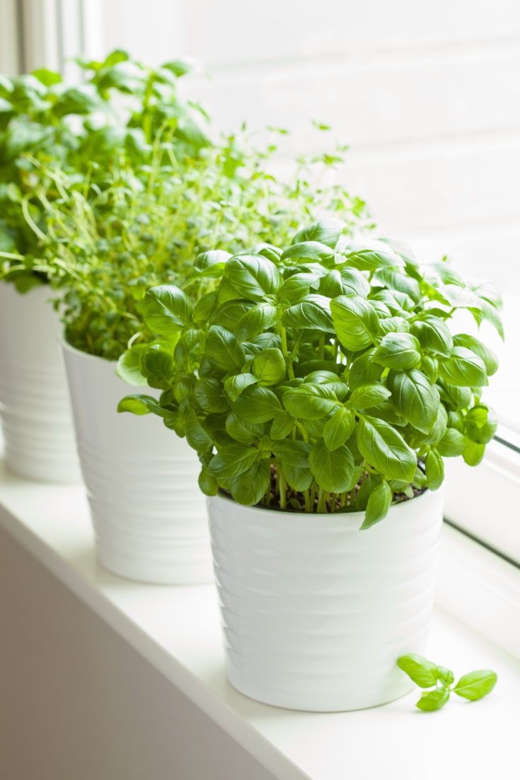 Basil, Genovese or Sweet Basil Seeds