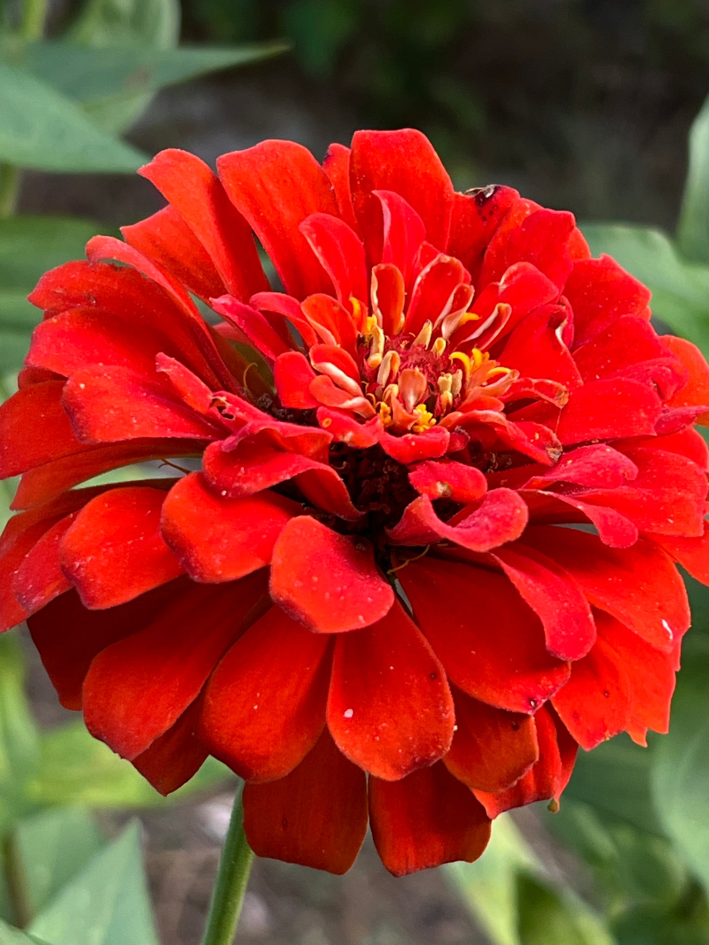 Zinnia Benary's Large Scarlet Zinnias Seeds