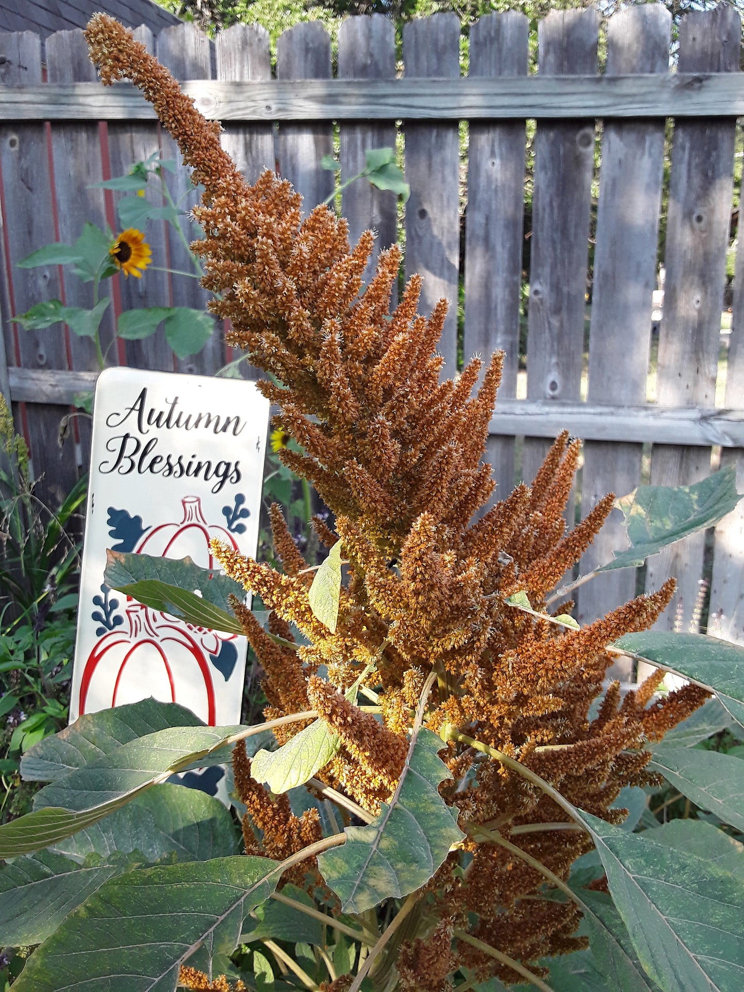 Amaranthus Cruentus Seeds, or Hot Biscuits