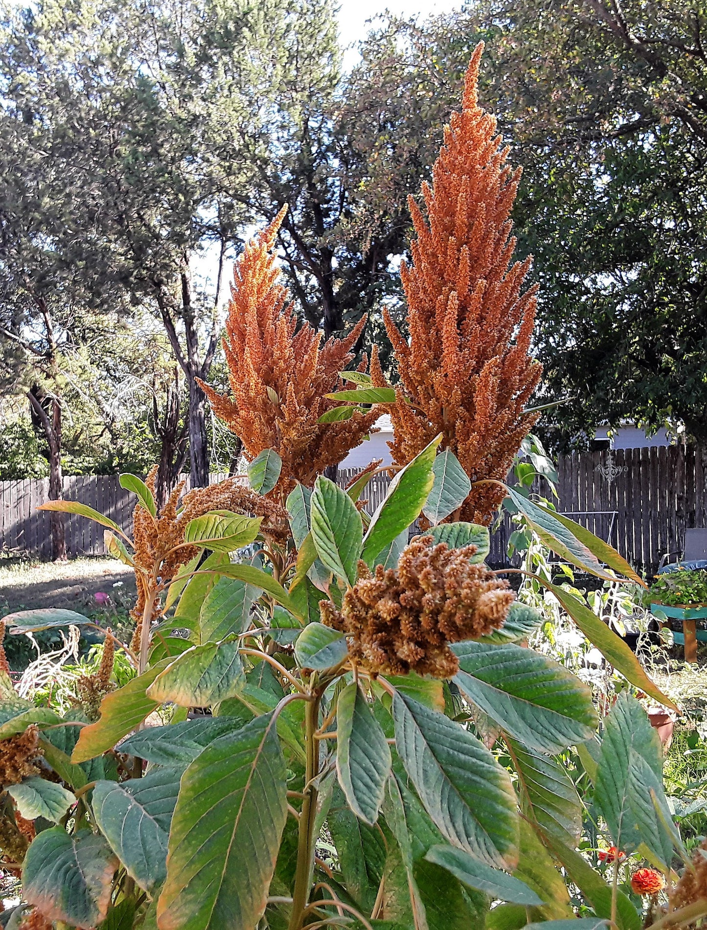 Amaranthus Cruentus Seeds, or Hot Biscuits