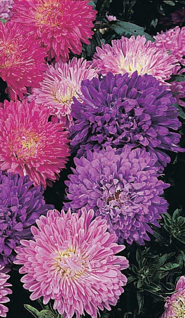 Aster China Mixed Seeds