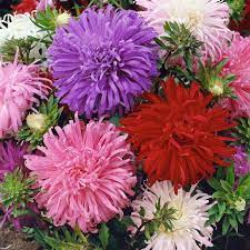 Aster China Mixed Seeds