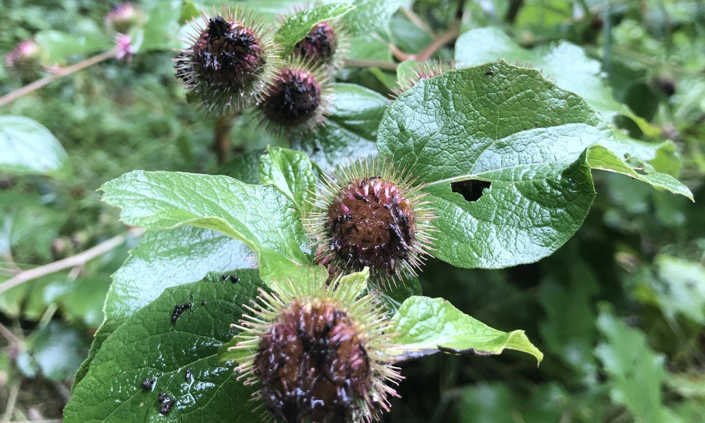 Burdock Herb Seeds