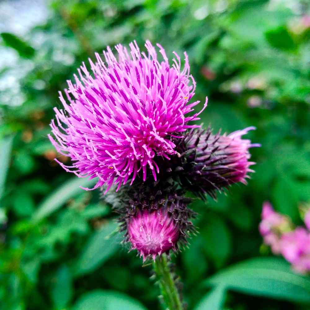 Burdock Herb Seeds