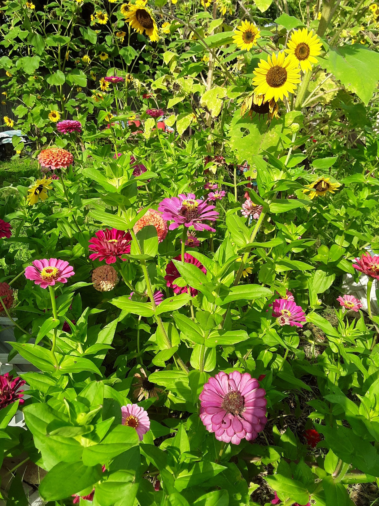 Butterfly Garden Mixed Flower and Herb Seeds