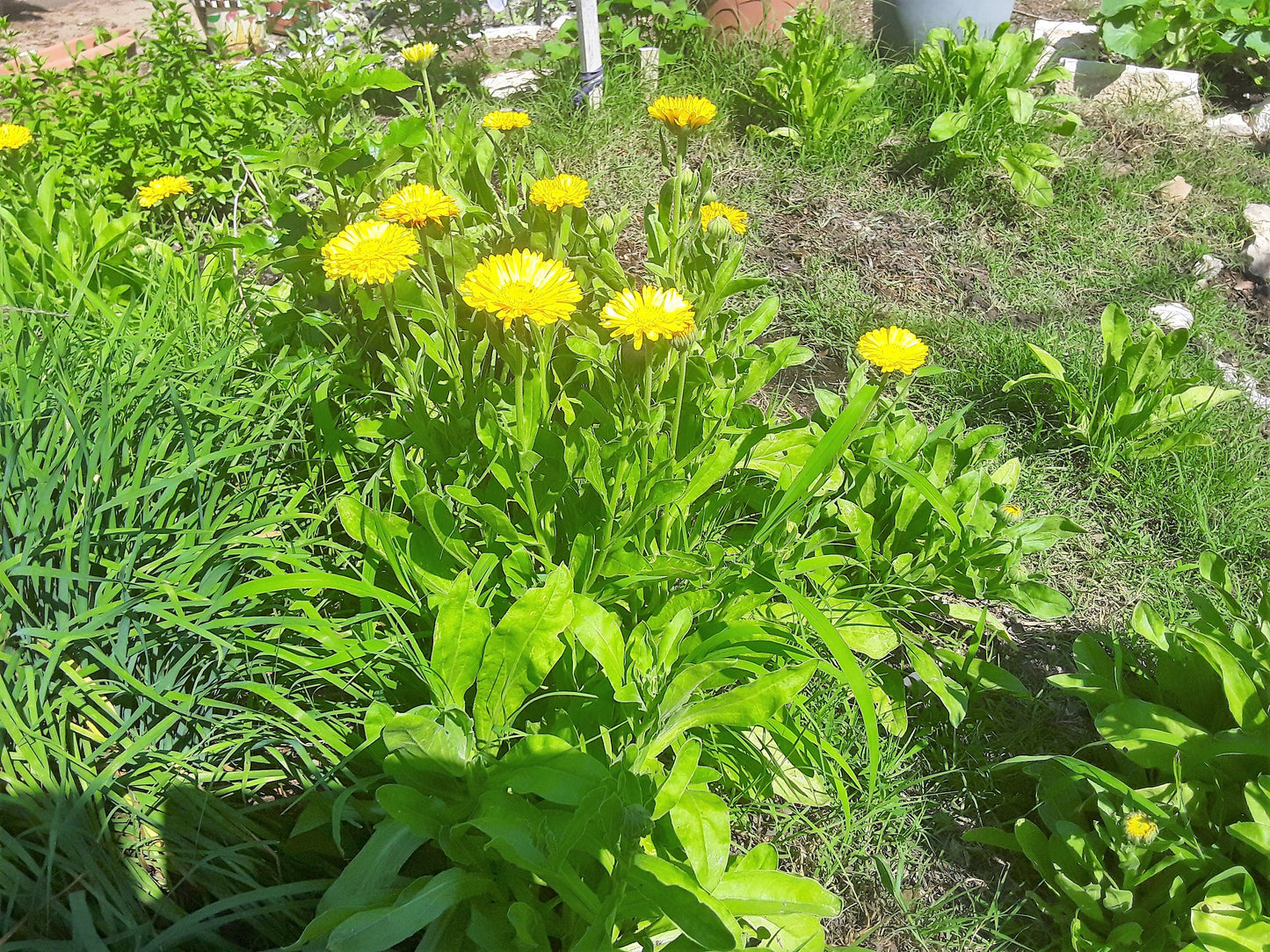 Calendula Golden Emperor